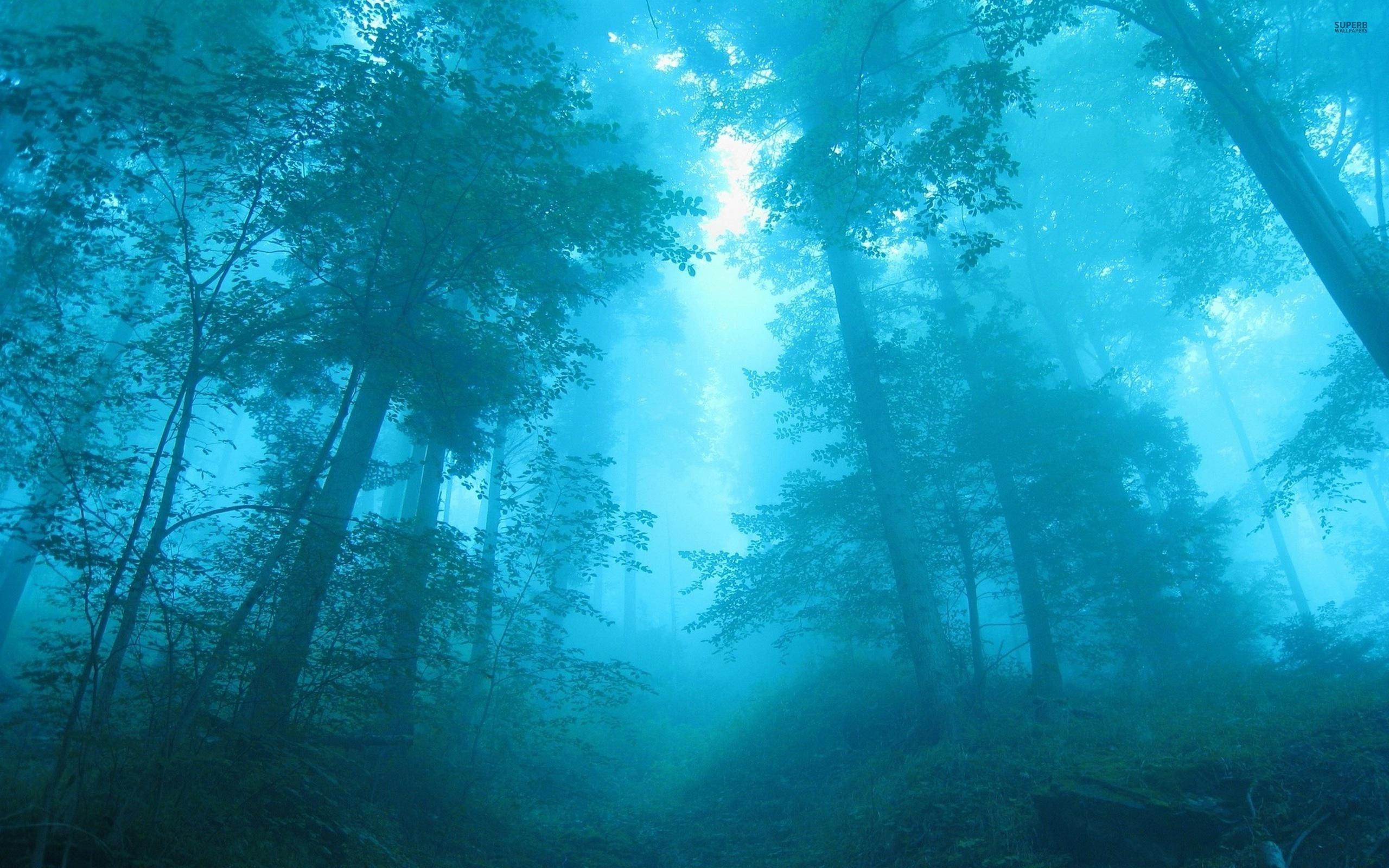 2560x1600 Blue Forest Background Wallpaper