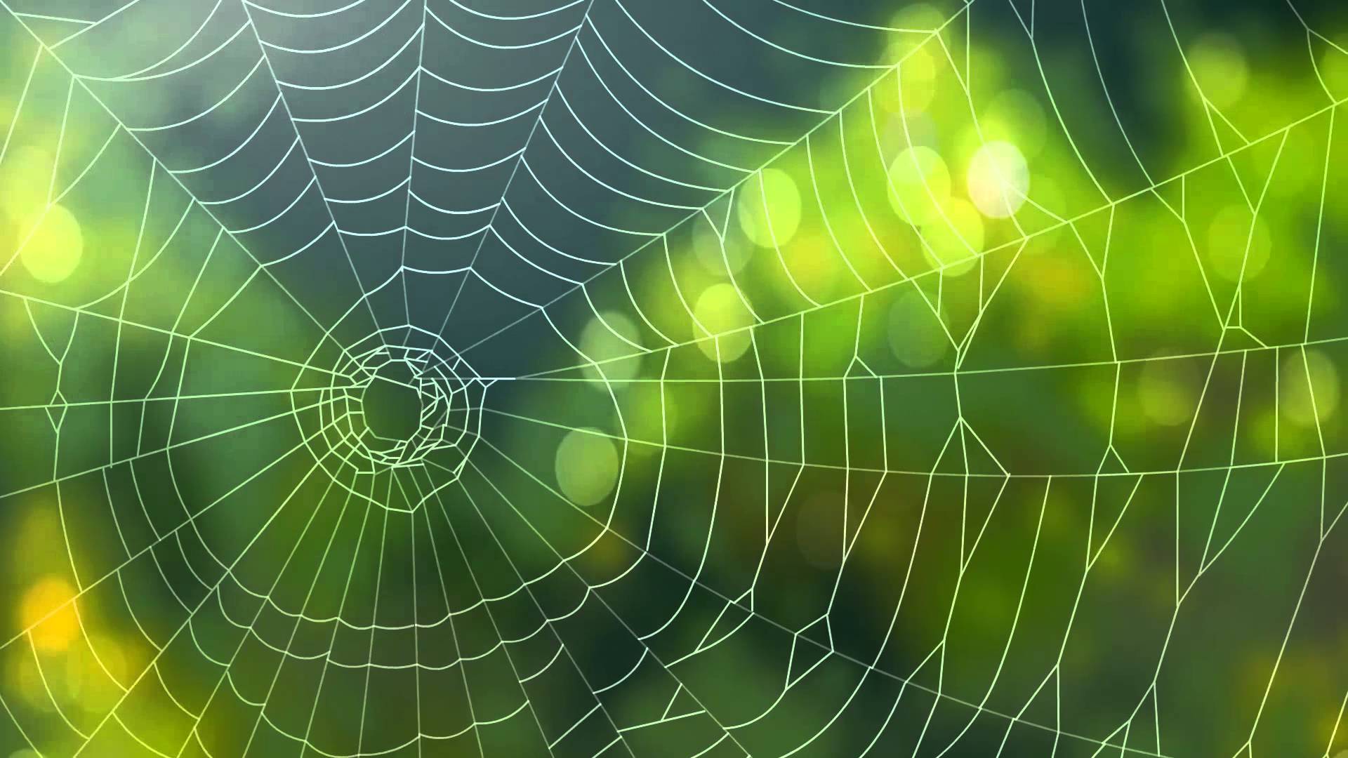 spider on a frozen web wallpaper