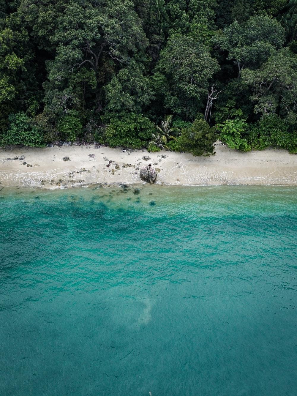1000x1333 Jungle Beach Picture. Download Free Image