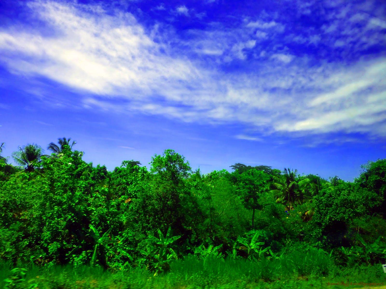 1600x1200 Free download Green Forest Under Blue Sky Nature Wallpaper [1600x1200] for your Desktop, Mobile & Tablet. Explore Blue Nature Wallpaper. HD Nature Wallpaper for Desktop, Purple Nature Wallpaper, Purple