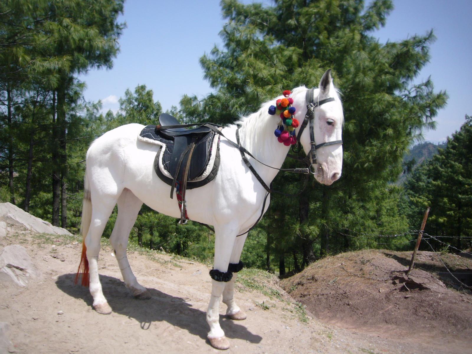1600x1200 Indian Horse Wallpaper