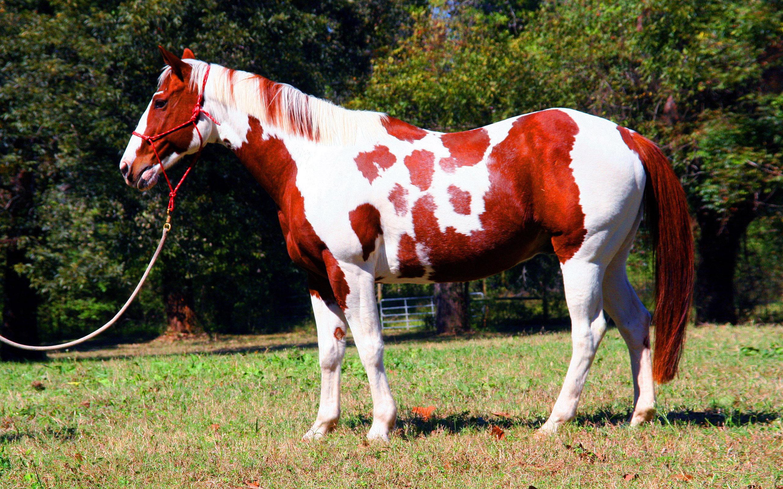2560x1600 Red White Horse Indian Horse Wallpaper For Desktop :