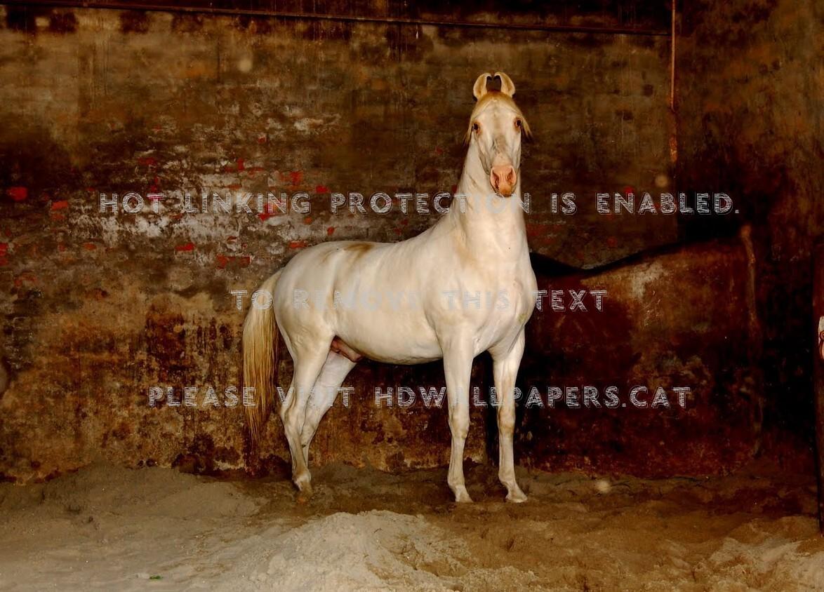 1174x844 cremello marwari stallion indian horses