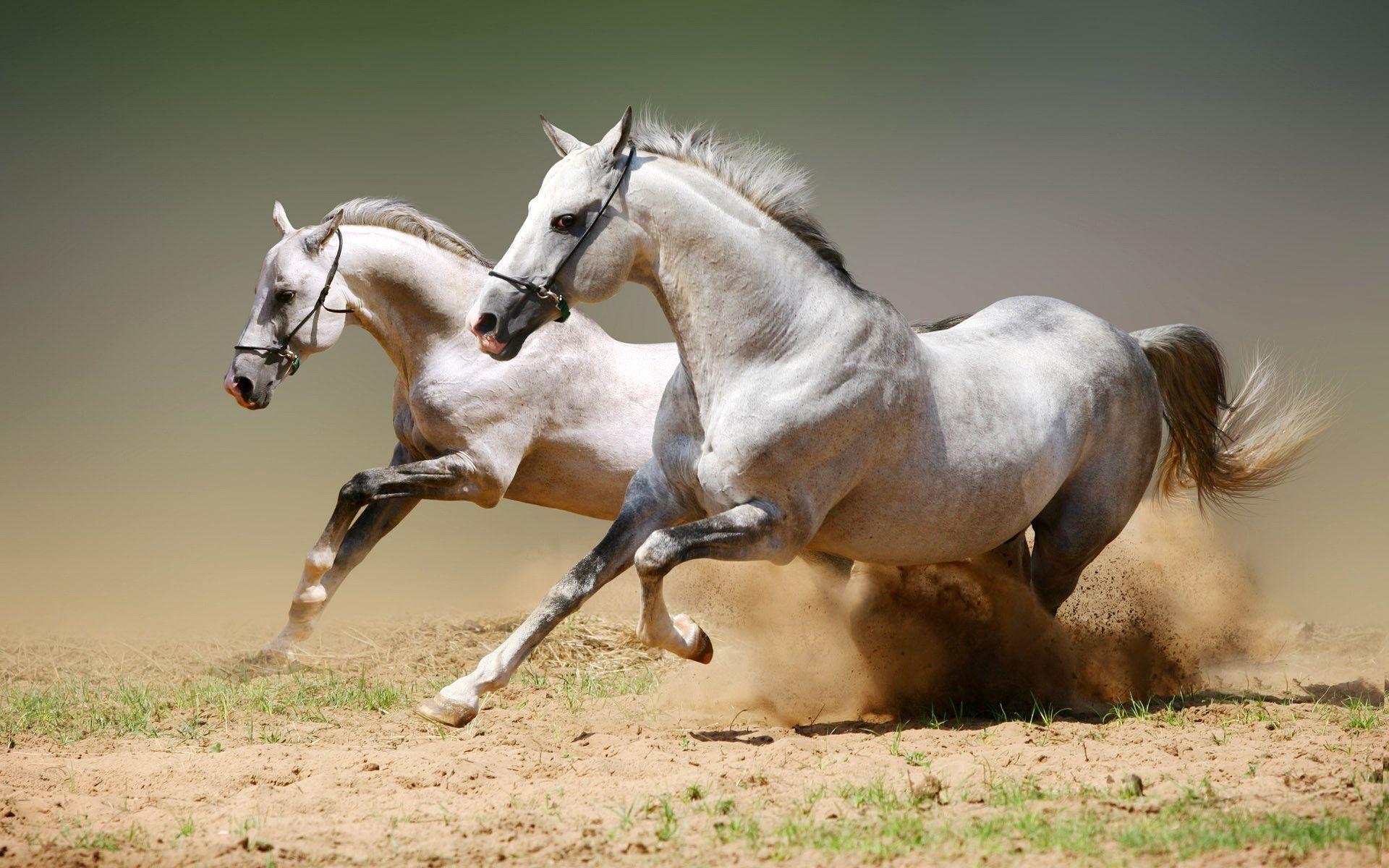 1920x1200 Arabian Horse Wallpaper. Horses, Horse wallpaper, Horse names