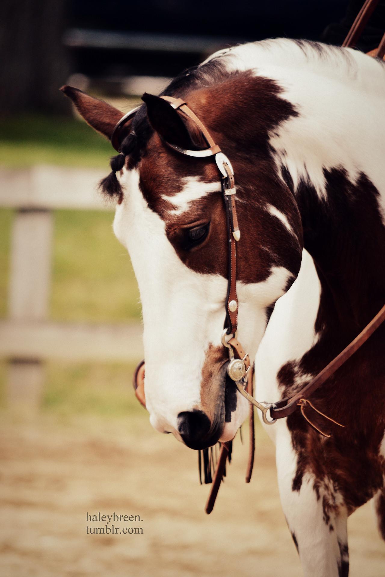 Indian Horse Wallpapers - Top Free Indian Horse Backgrounds