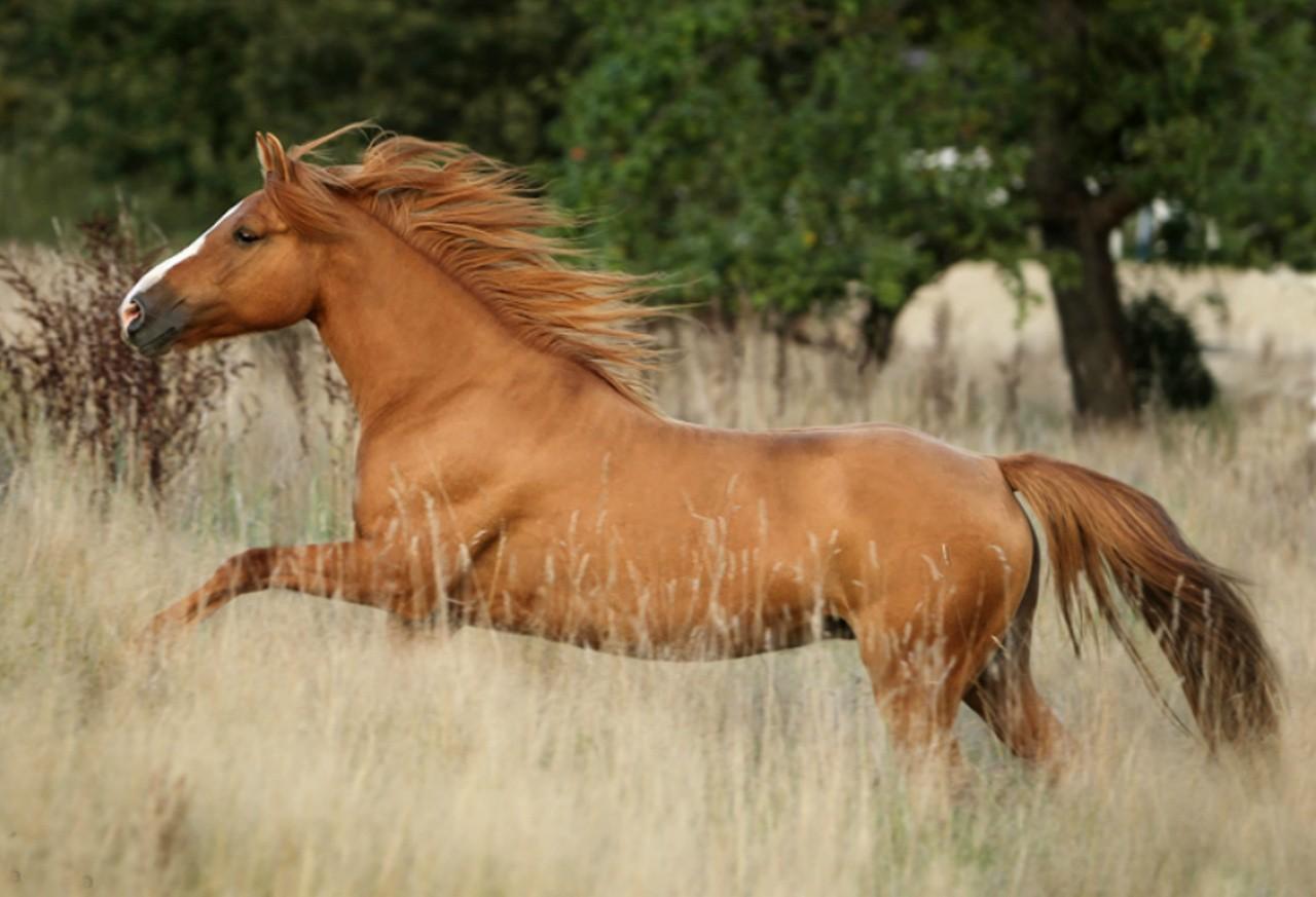 1280x873 Cool Horse Wallpaper