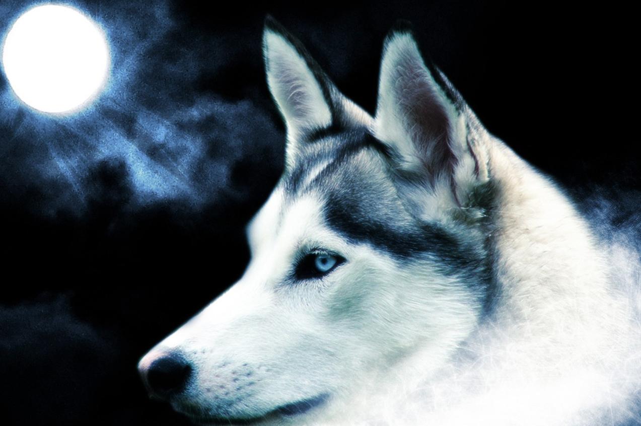 1273x846 Cool Dogs Wallpaper
