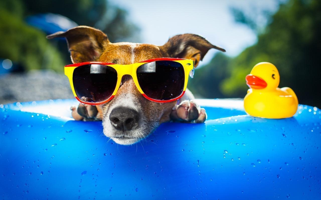 1280x800 Cool Dogs Wallpaper