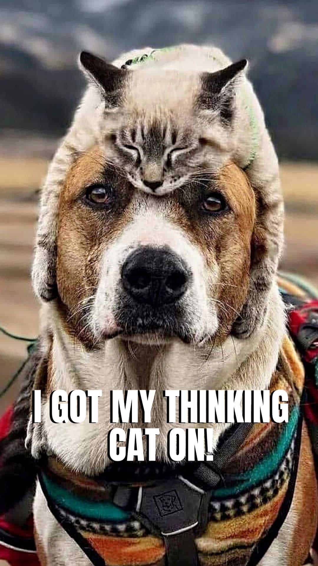 1080x1920 Cool Wallpaper Of Dogs