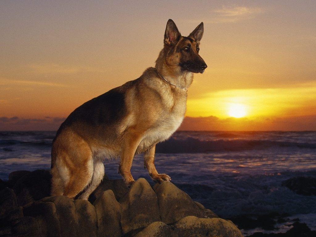 1024x768 Cool Dog Background