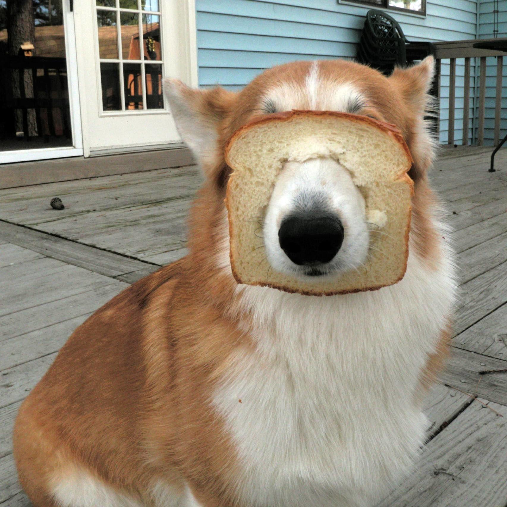 1706x1706 Funny Dog Picture You Need to See. Reader's Digest