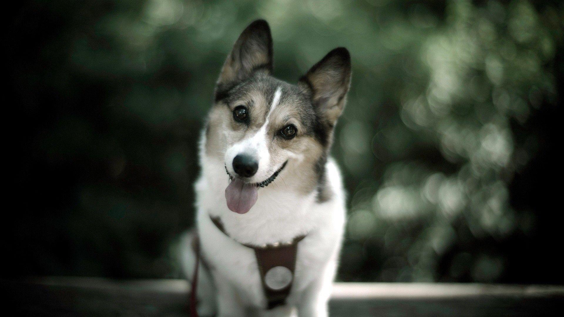 1920x1080 Cool Dog Wallpaper