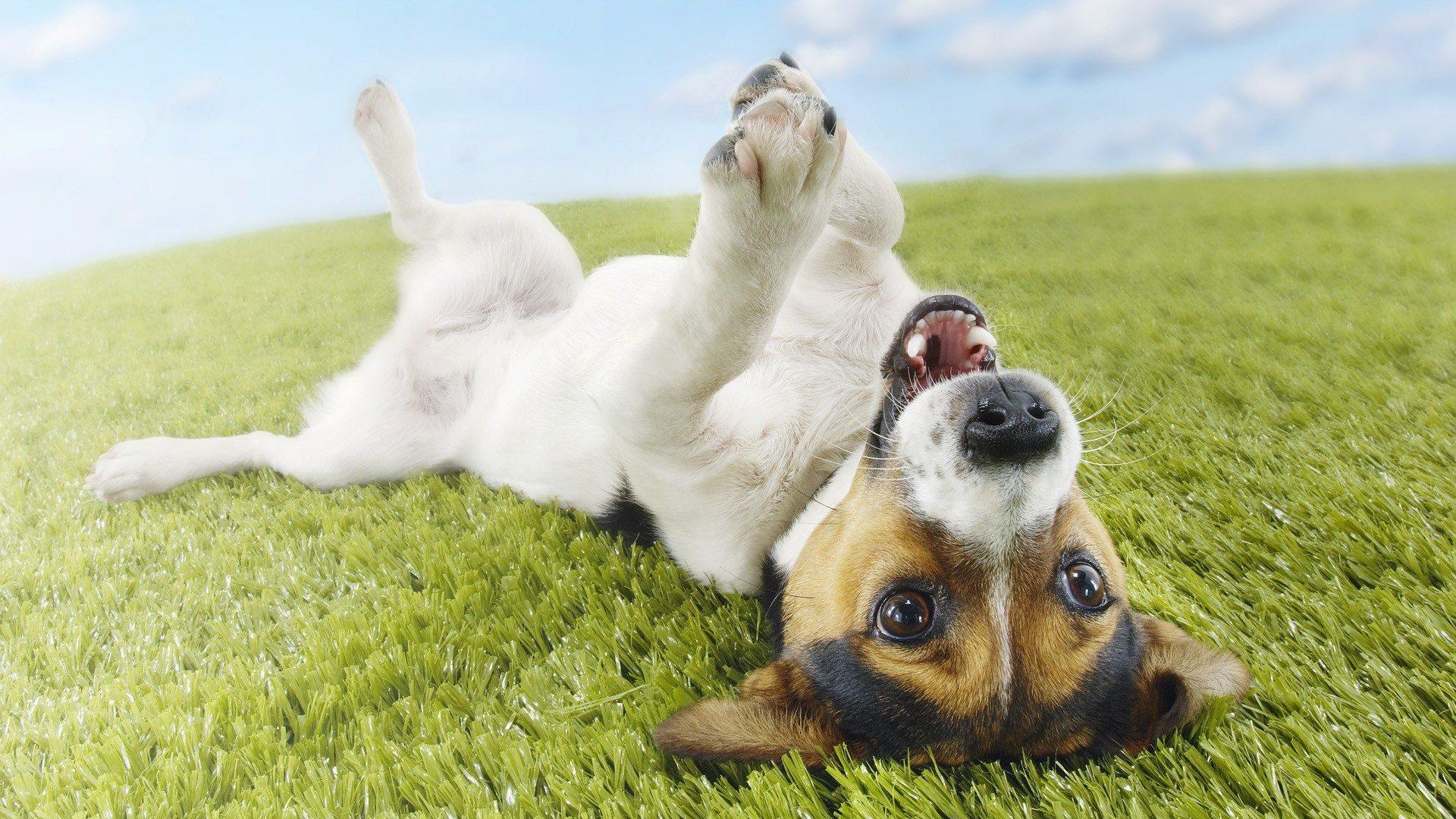 1920x1080 Funny Dog Wallpaper for Desktop