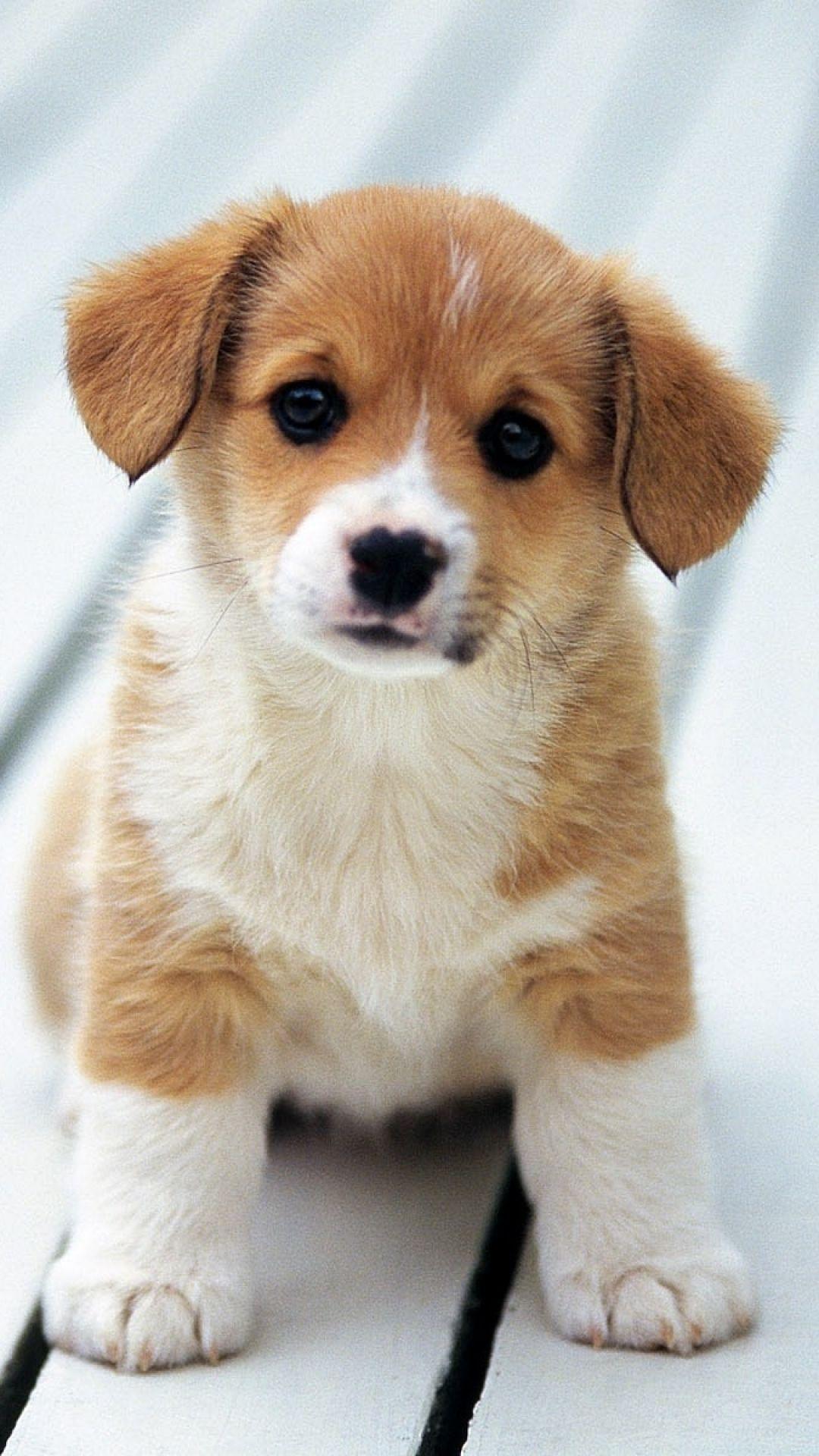 1080x1920 Baby Dog iPhone Wallpaper Free HD Wallpaper