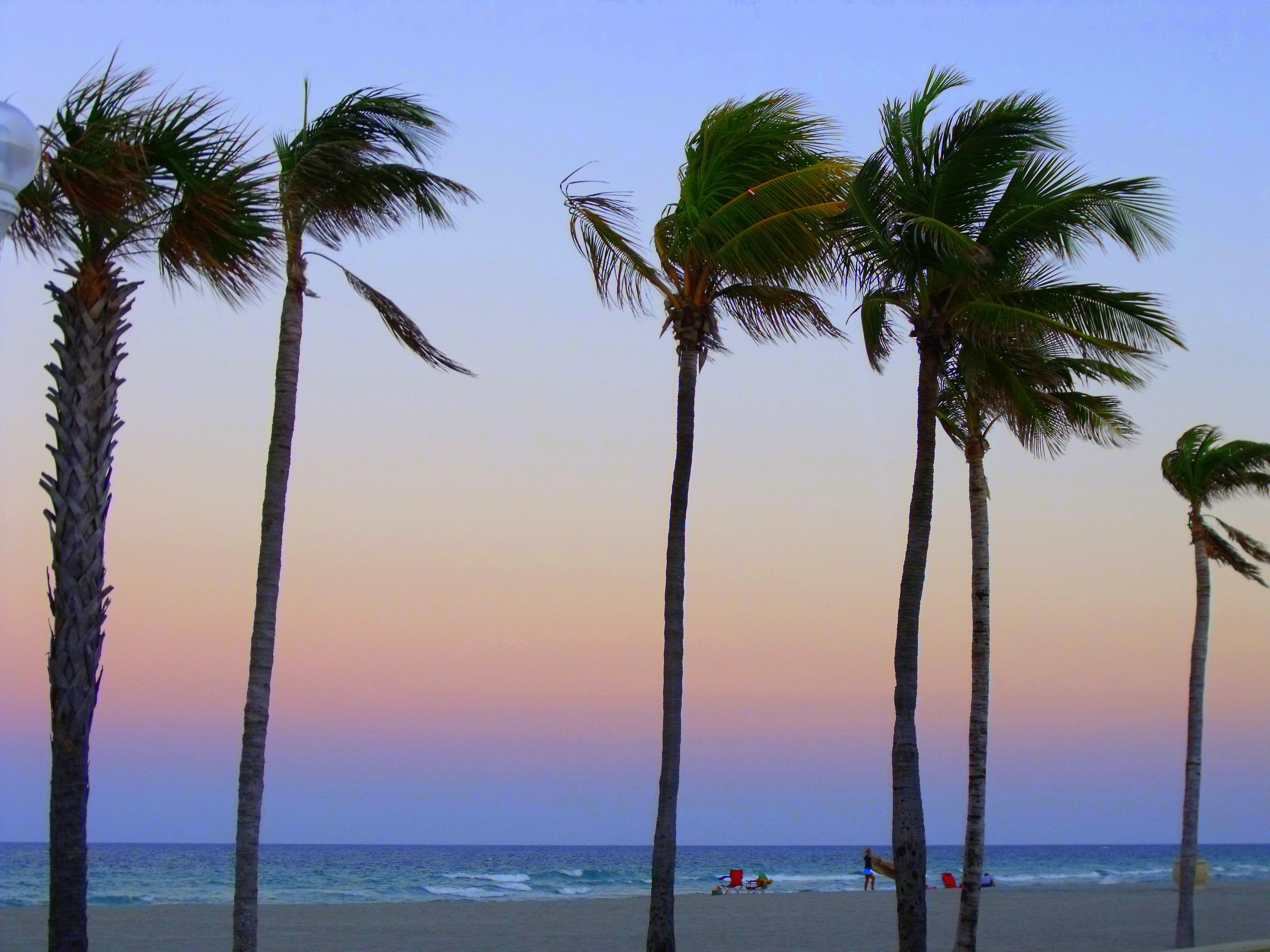 3648x2736 Fastest Florida Palm Trees Tumblr