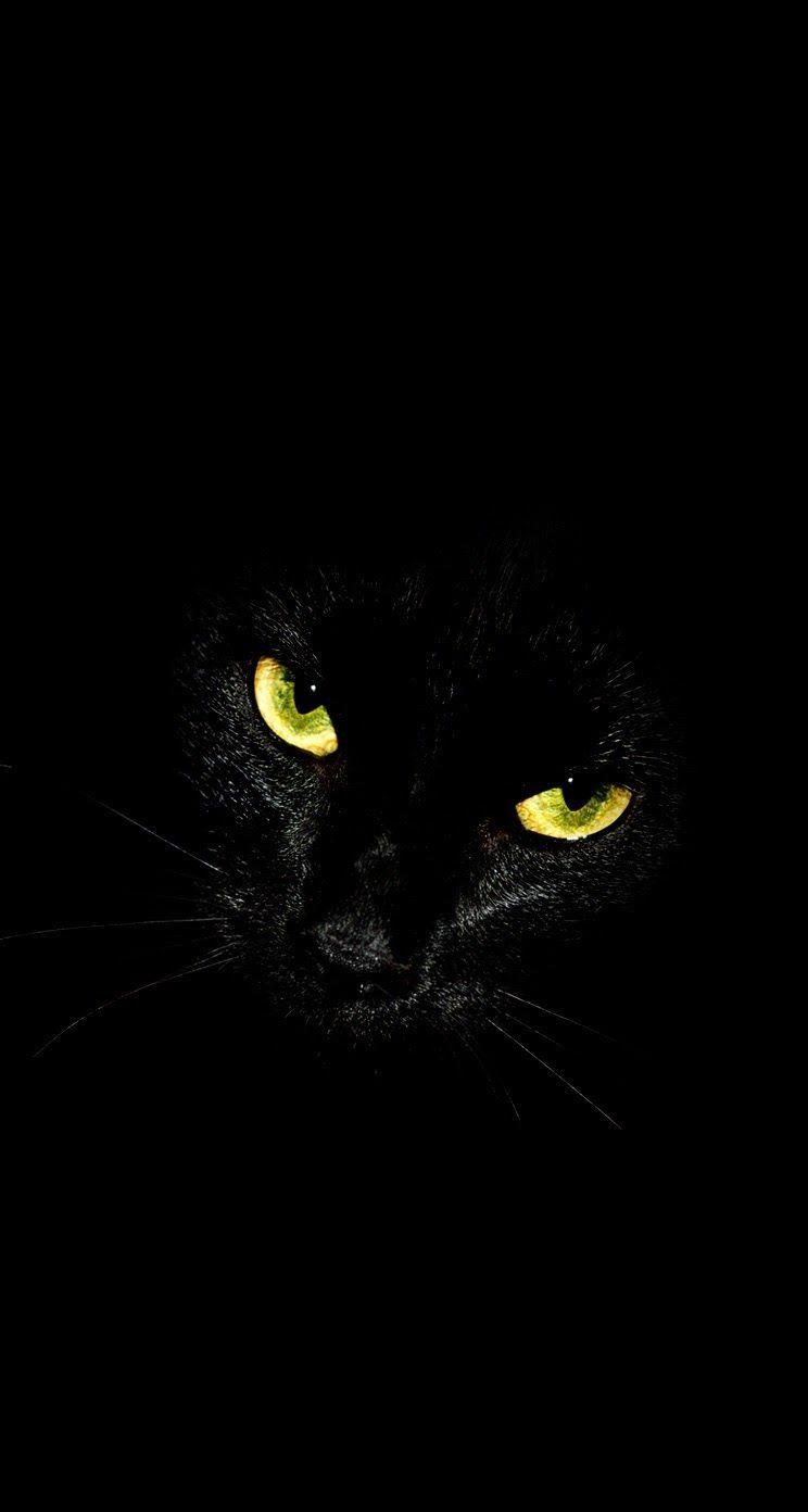 744x1392 Cat Eyes Wallpaper