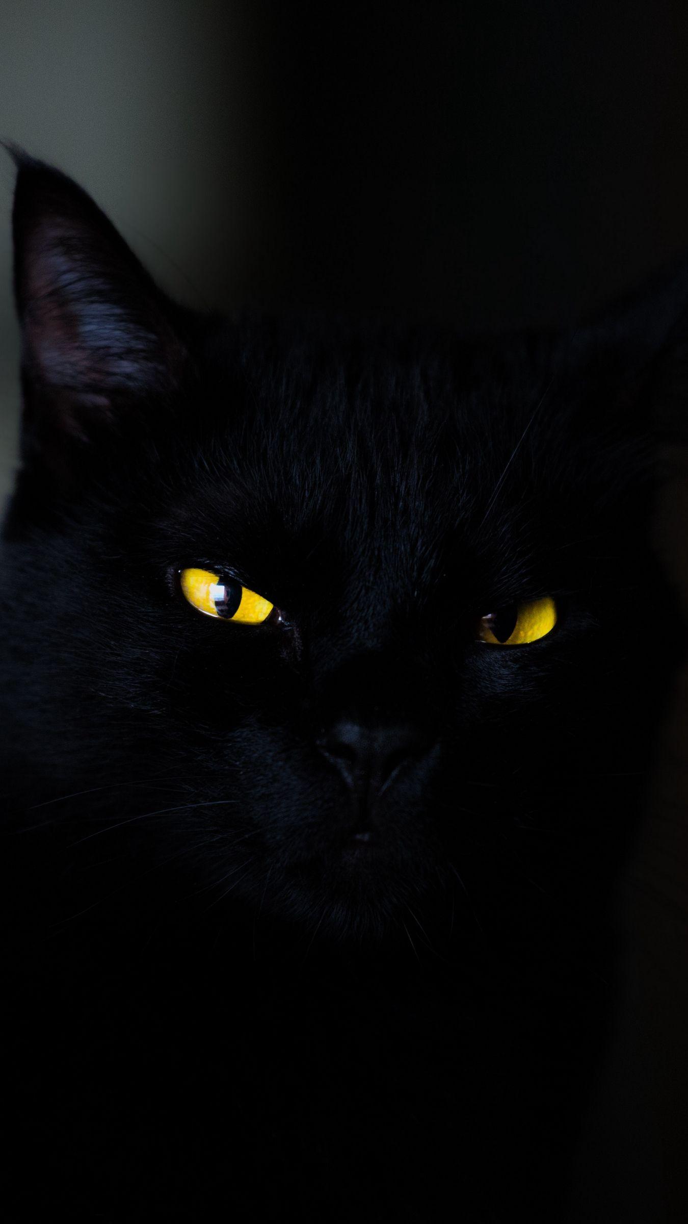 1350x2400 Cat Eyes Wallpaper