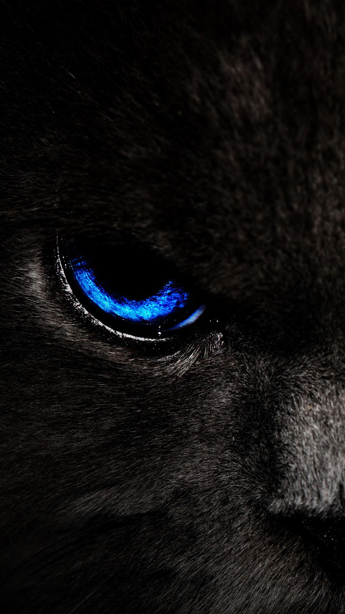 1350x2400 Download wallpaper 1350x2400 cat, eyes, blue, glance, dark iphone 8+/7+/6s+/for parallax HD background