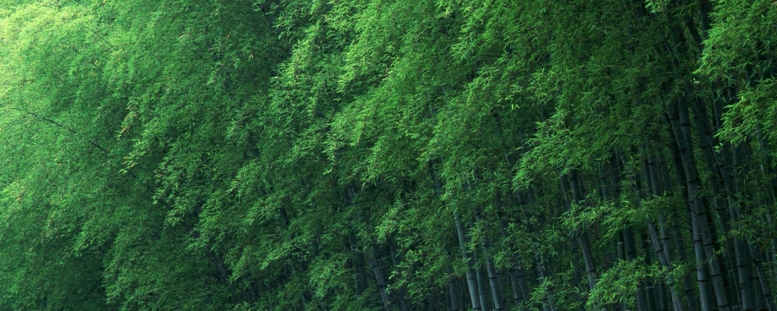 2560x1024 bamboo dual screen background 3. Dual Monitor Wallpaper