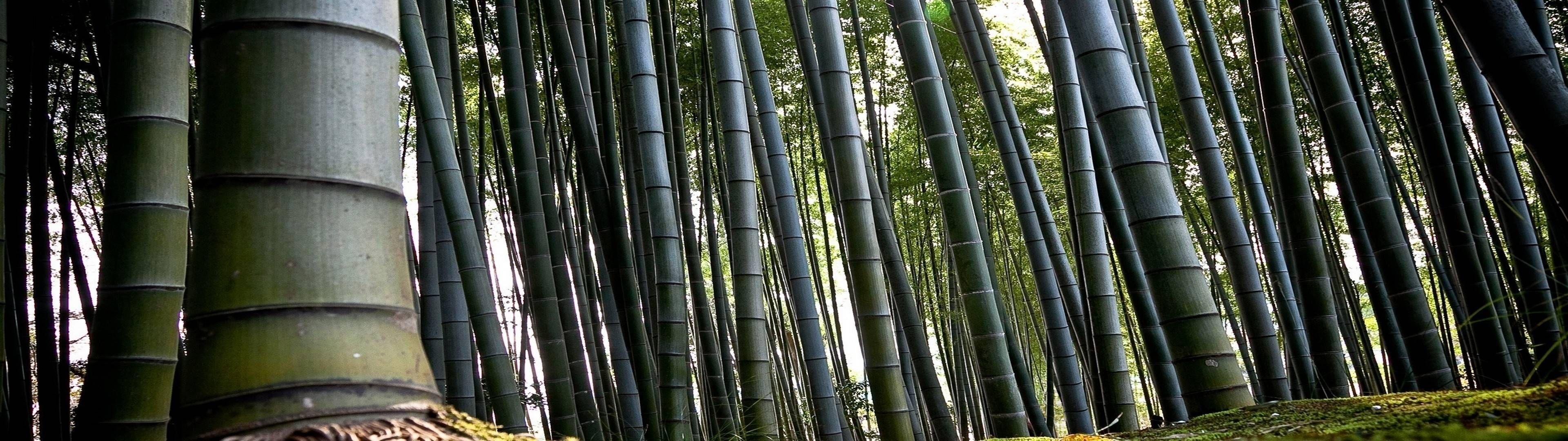 3840x1080 Fest Bamboo 3840x1080 Wallpaper (3840×1080). Wallpaper