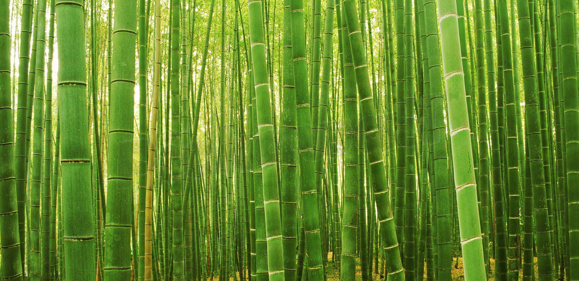 1920x933 bamboo forest wallpaper