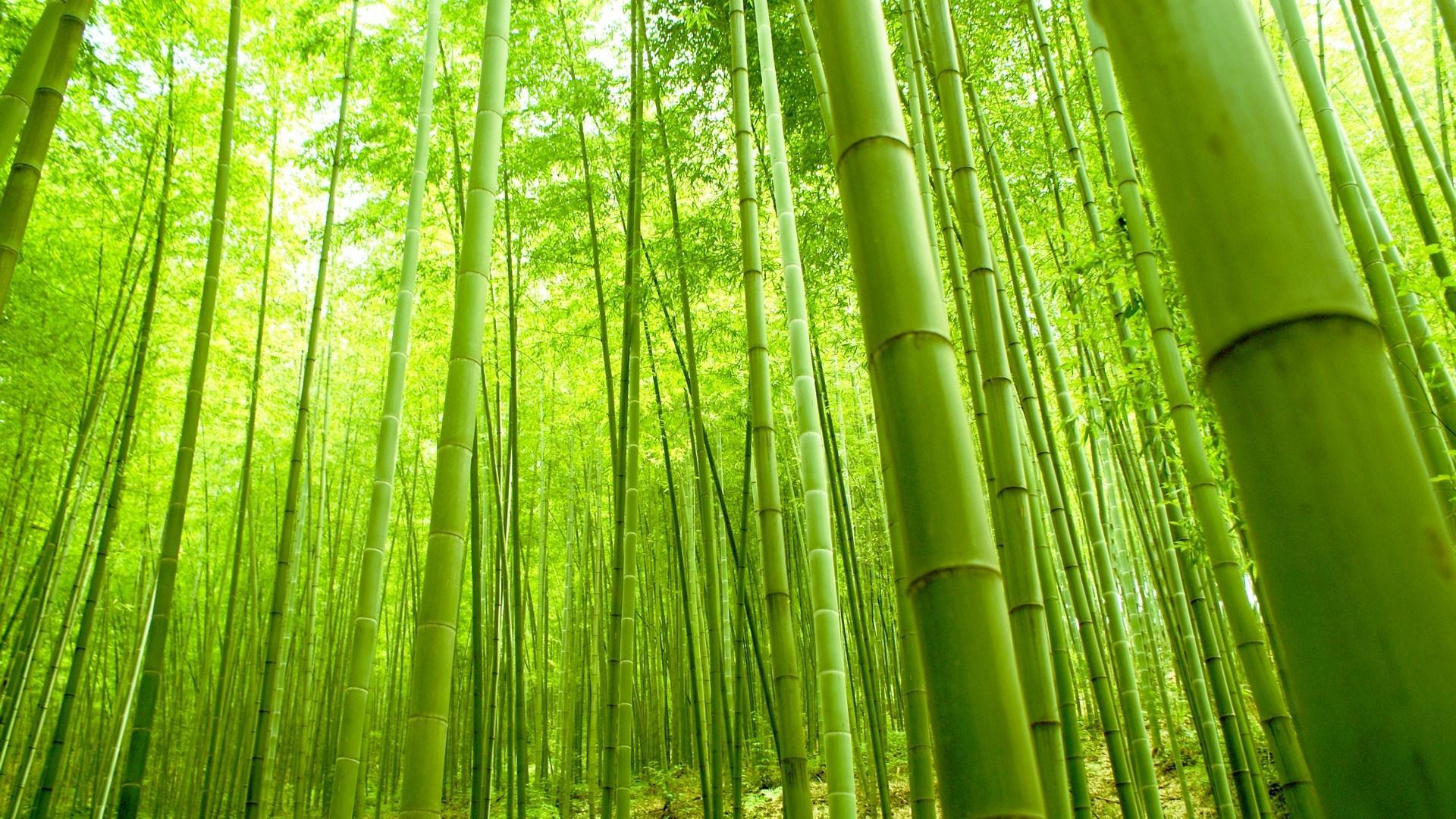 1920x1080 Bambu Wallpaper Group Picture