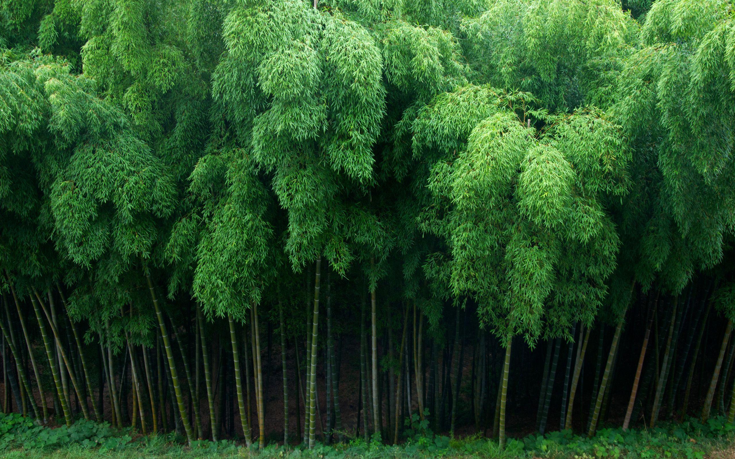 2560x1600 Bamboo Wallpaper