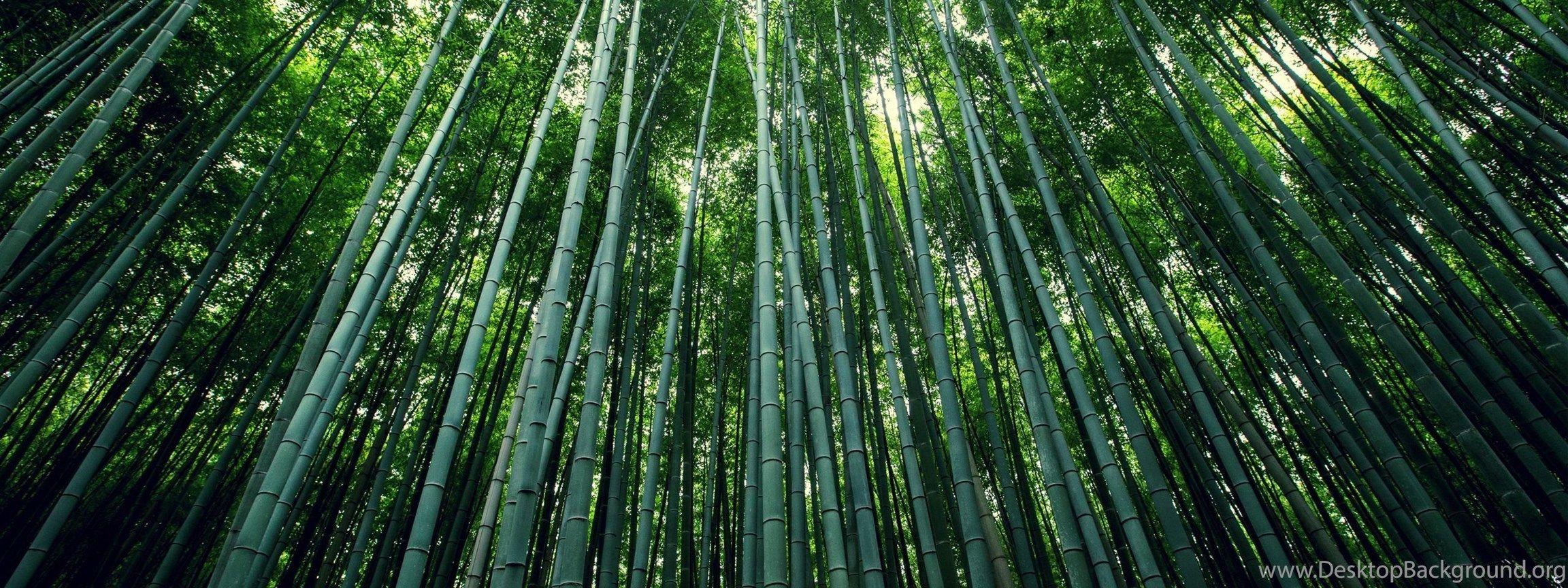 2304x864 Bamboo Forest Wallpaper Desktop Background