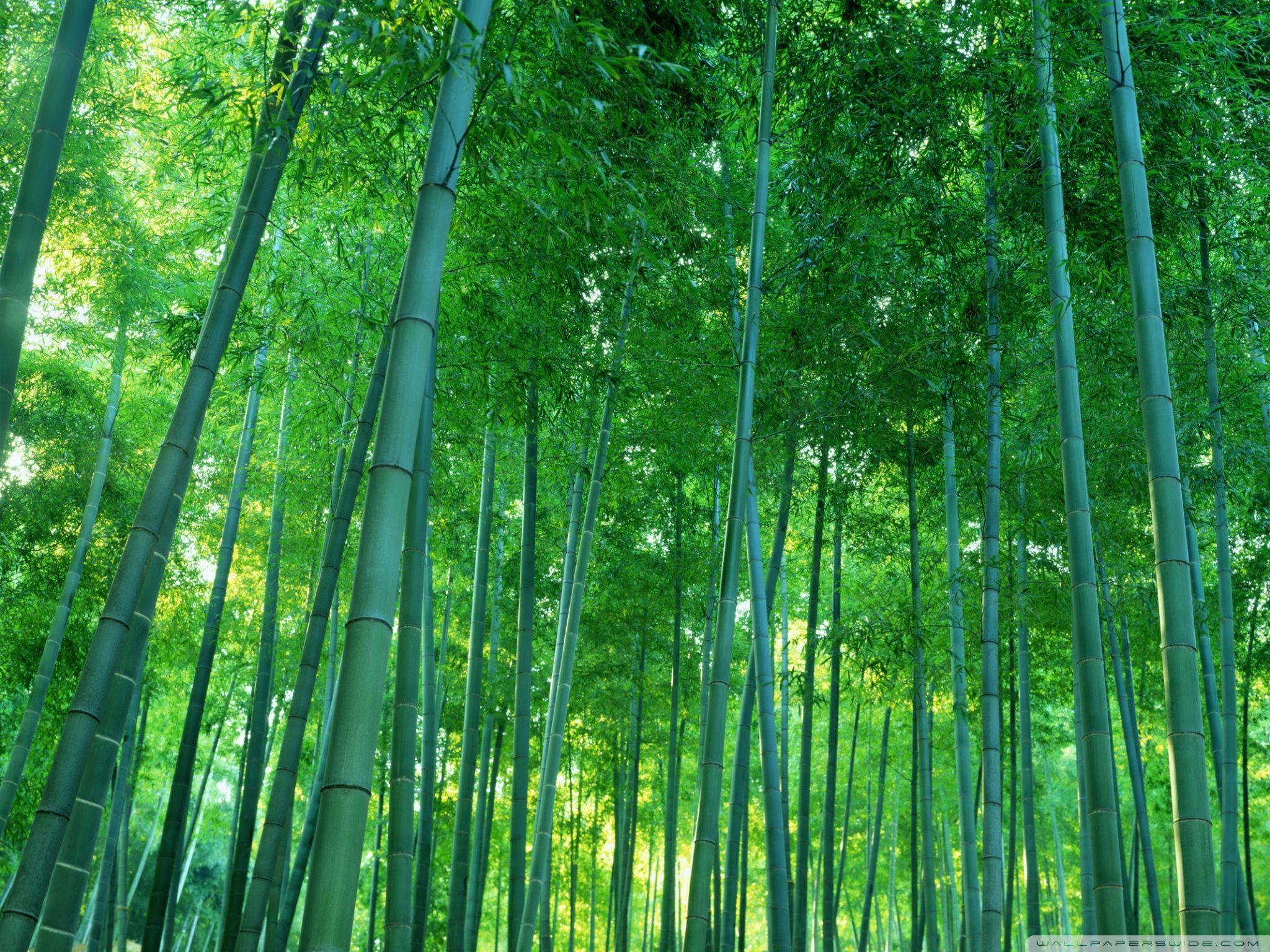 2048x1536 bamboo forest dual screen background 9. Dual Monitor Wallpaper