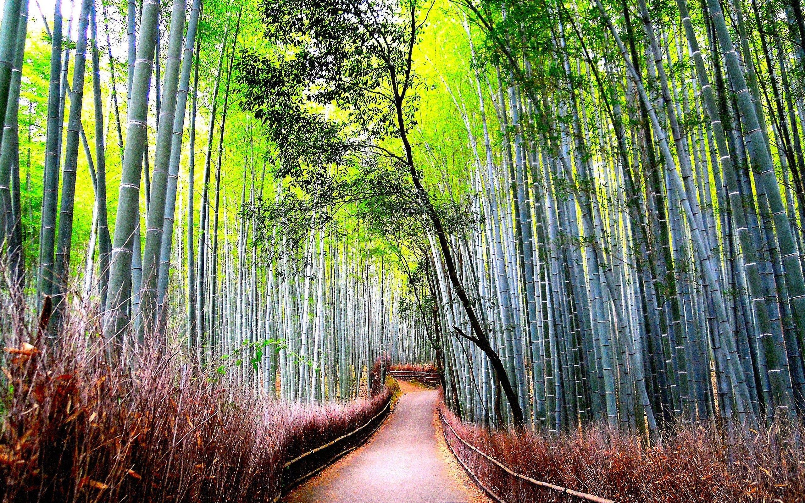 2560x1600 Nature Forest Bamboo Road Beautiful HD Desktop Wallpaper Trees