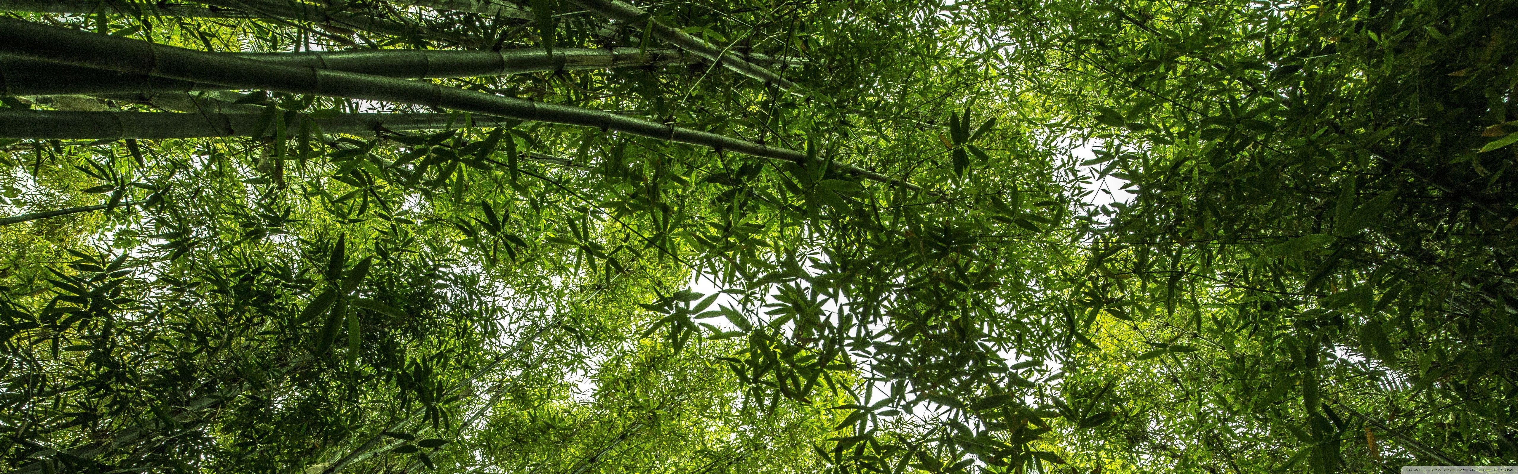 5120x1600 Bamboo ❤ 4K HD Desktop Wallpaper for 4K Ultra HD TV • Wide & Ultra