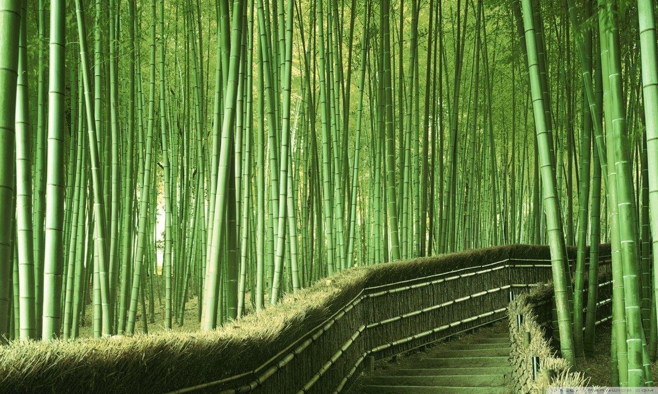 1280x768 Bamboo Wallpaper HD