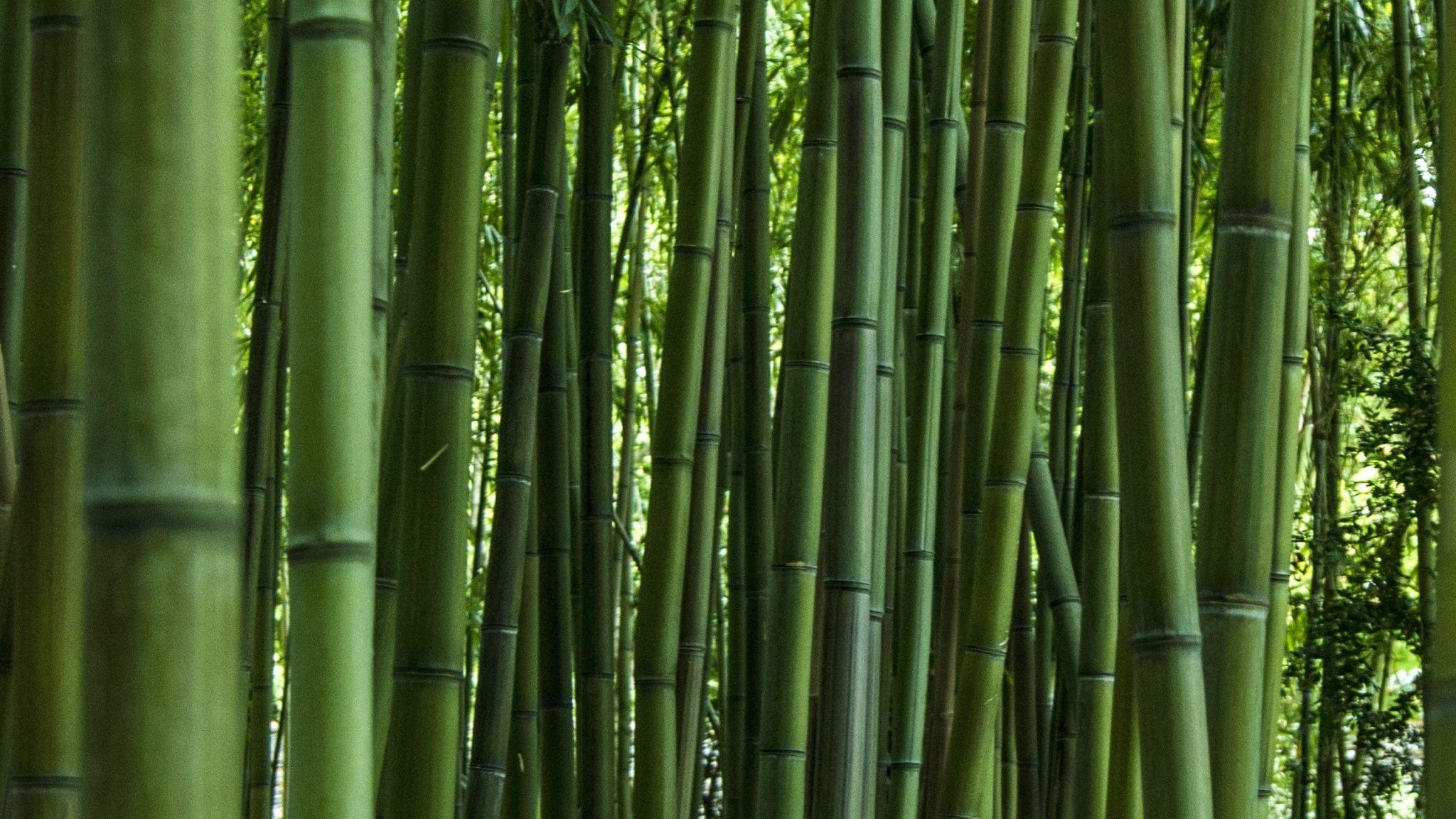 2048x1152 Download 2048x1152 wallpaper green, forest, bamboo, trees, dual wide