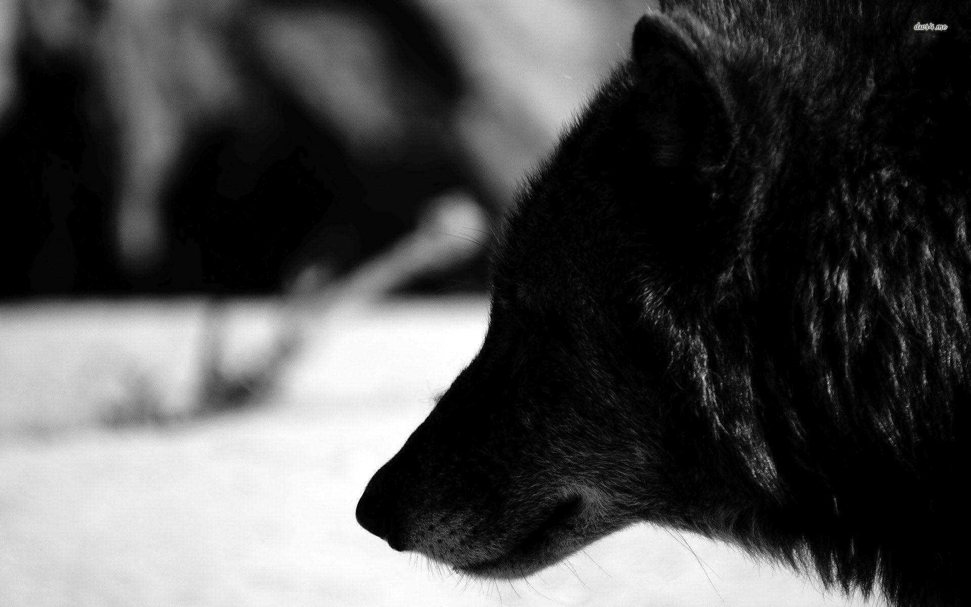 1920x1200 Ultra HD Black Wolf Wallpaper