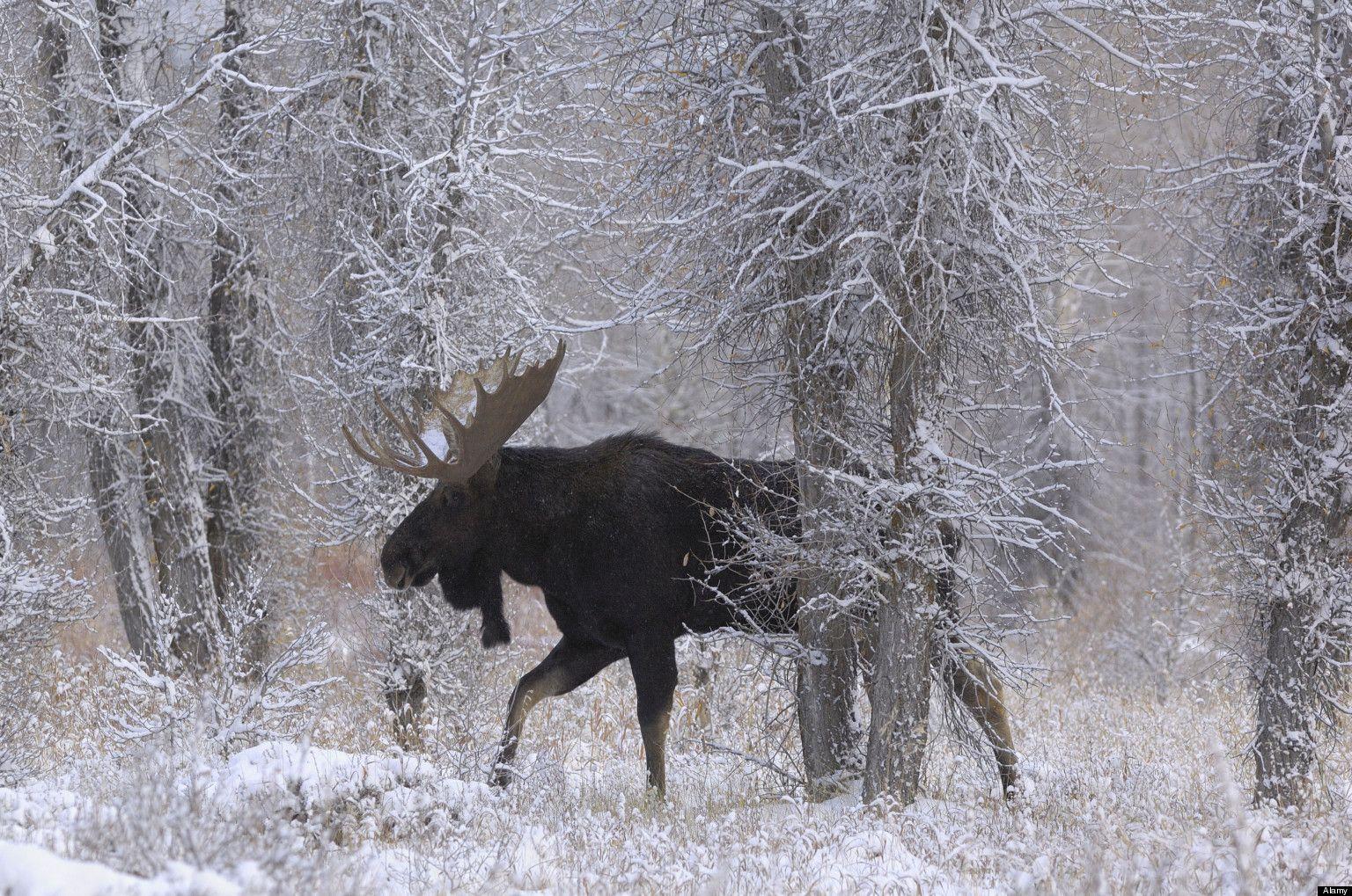 1536x1019 moose wallpaper, wildlife, moose, snow, winter, organism, tail