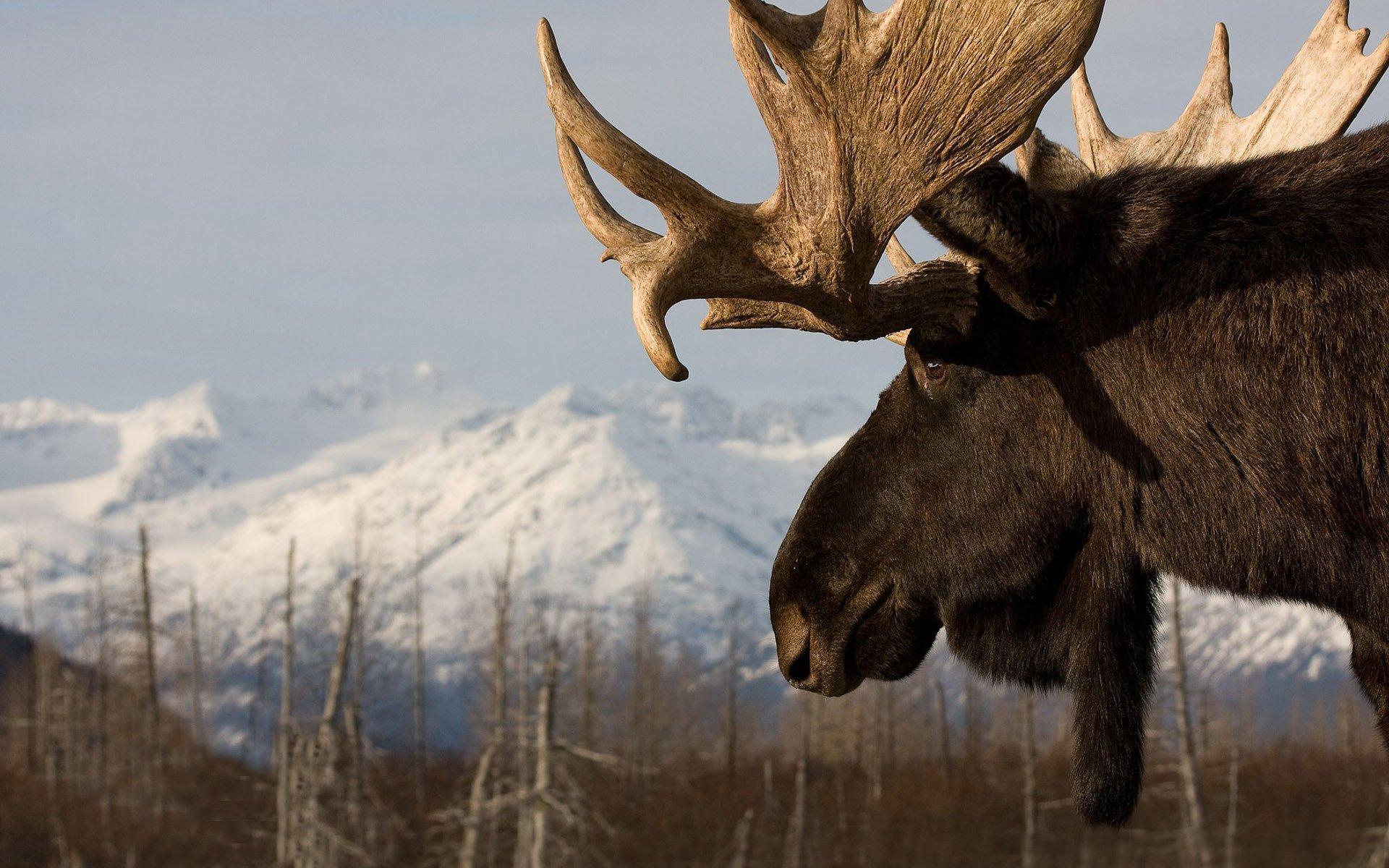 1920x1200 Moose Wallpaper Umad endangered Male Elk Moose In Prairie Of Moose