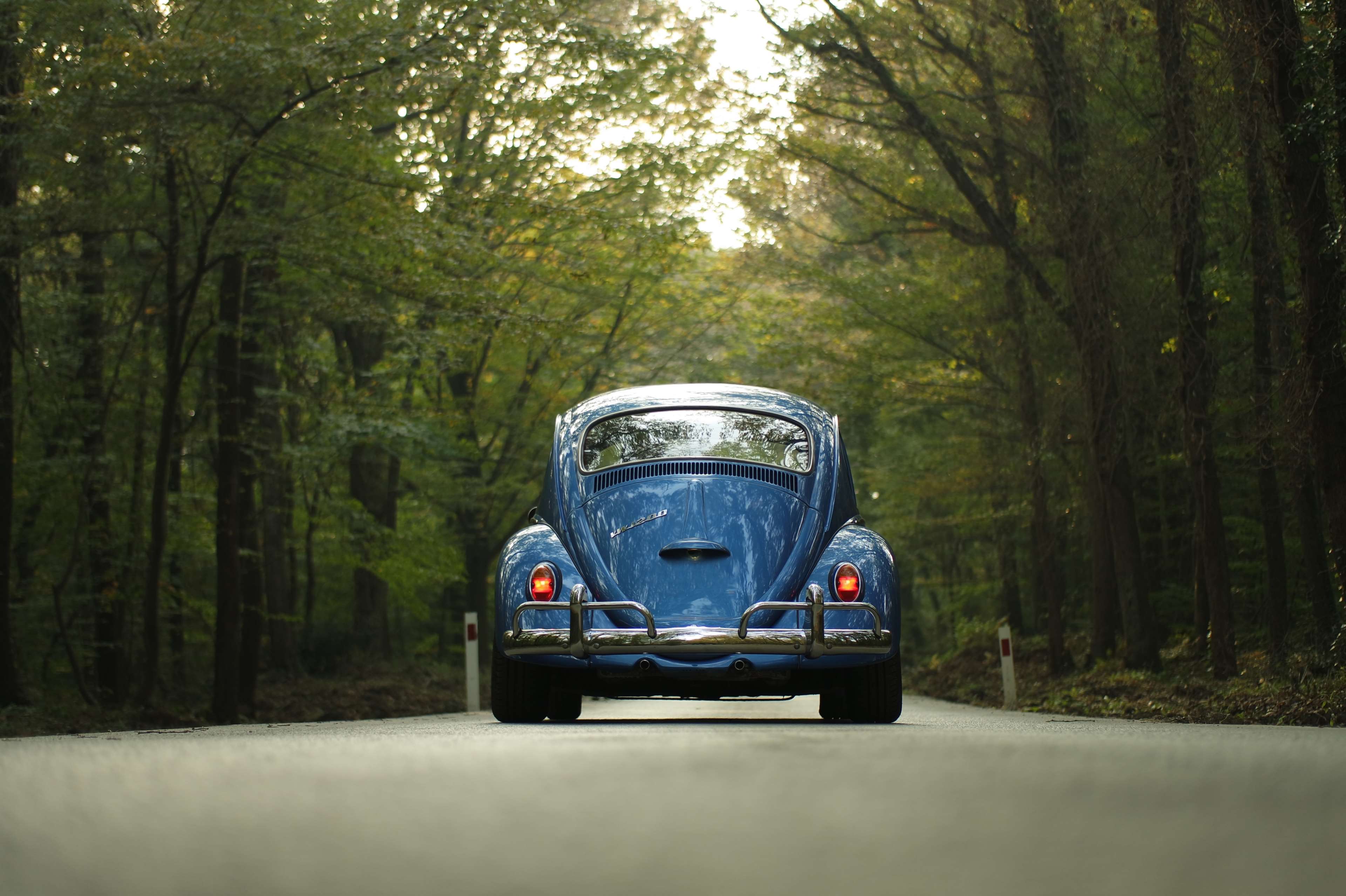 3840x2557 car, classic car, forest, outdoors, road, travel, trees, vehicle, vintage, volkswagen, volkswagen beetle 4k wallpaper