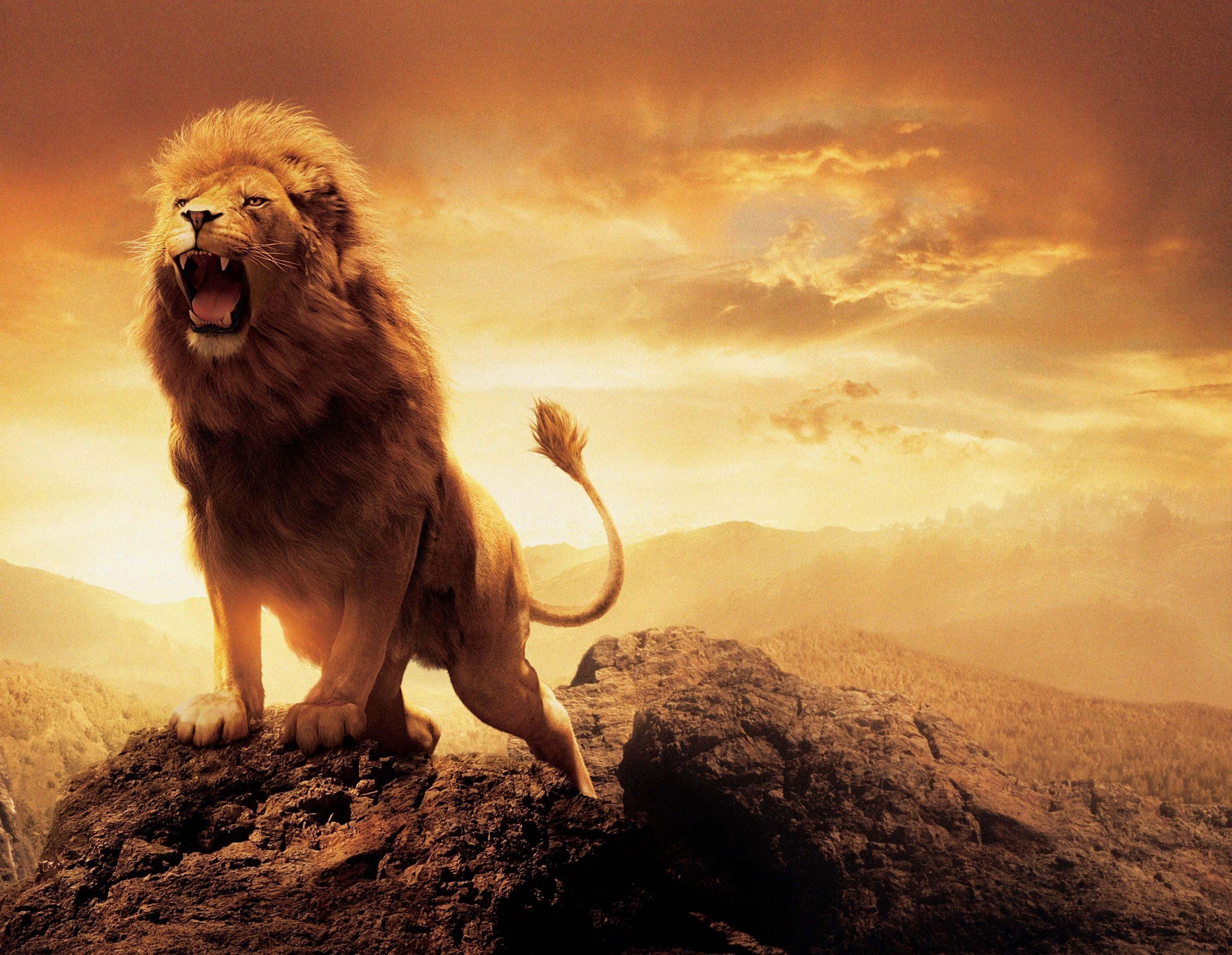 2560x1986 Adult lion wallpaper, artwork, sky, animals, animal themes, mammal, one animal • Wallpaper For You HD Wallpaper For Desktop & Mobile