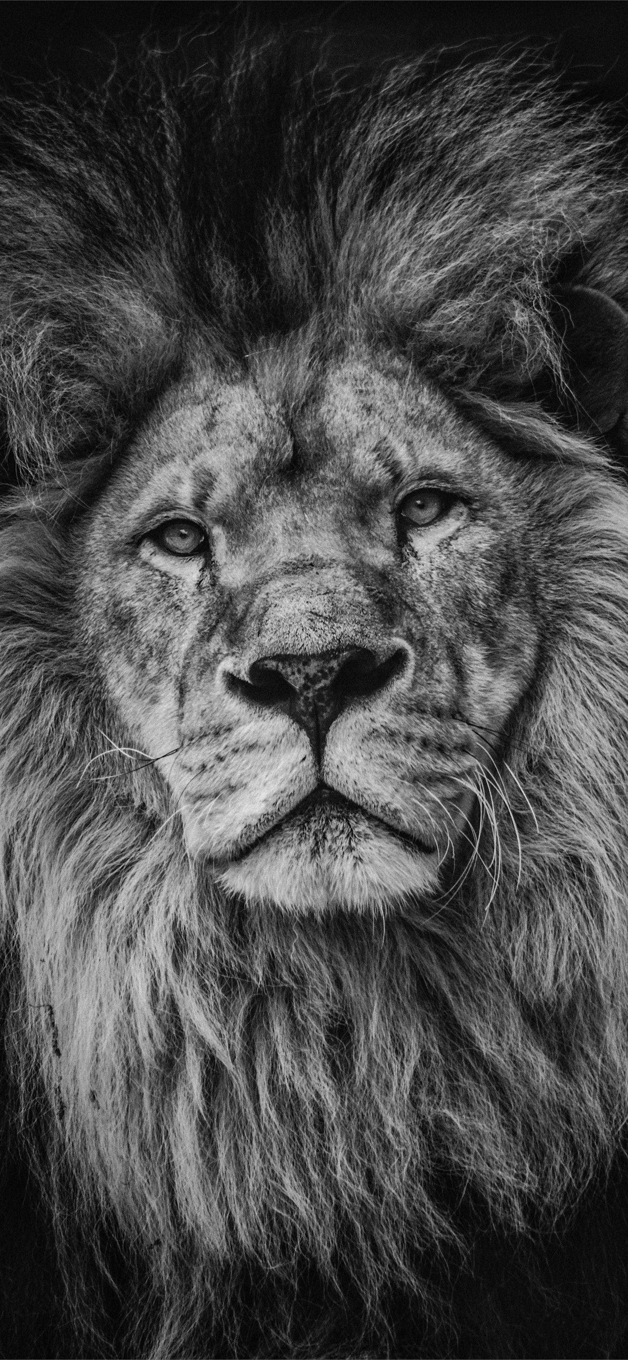 1284x2778 Latest Lion iPhone HD Wallpaper