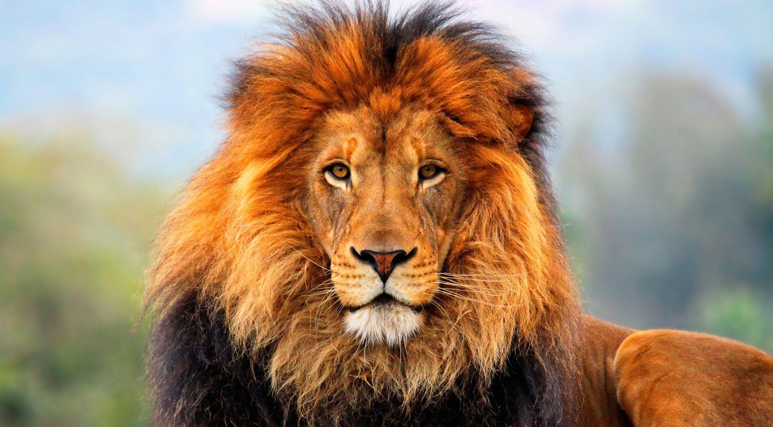 2560x1413 Lion wallpaper, brown lion, Animals, Wild, Beautiful, Photography, lion king • Wallpaper For You HD Wallpaper For Desktop & Mobile