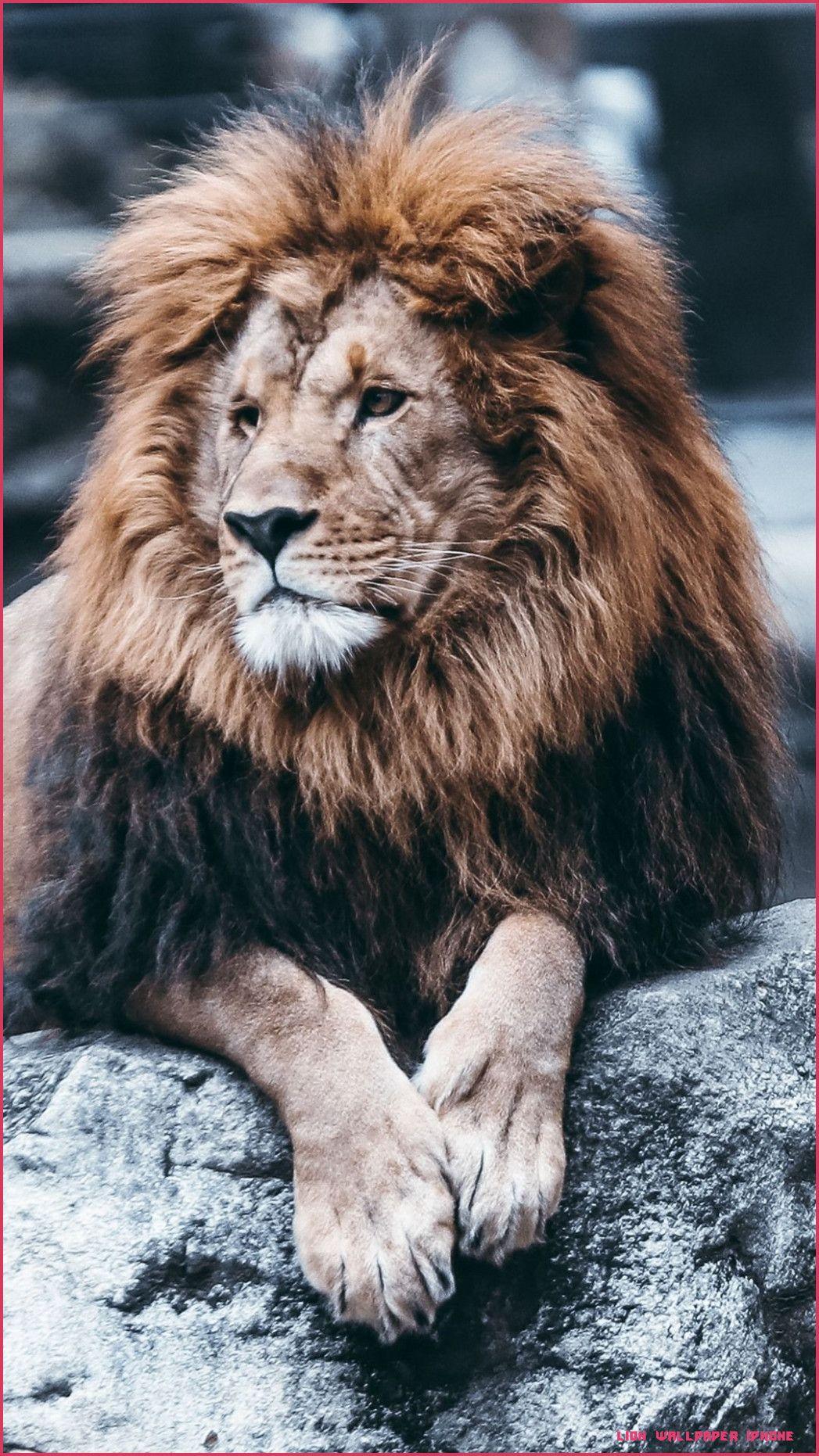 1047x1862 animal art. Lion picture, Lion image, Lion wallpaper iphone