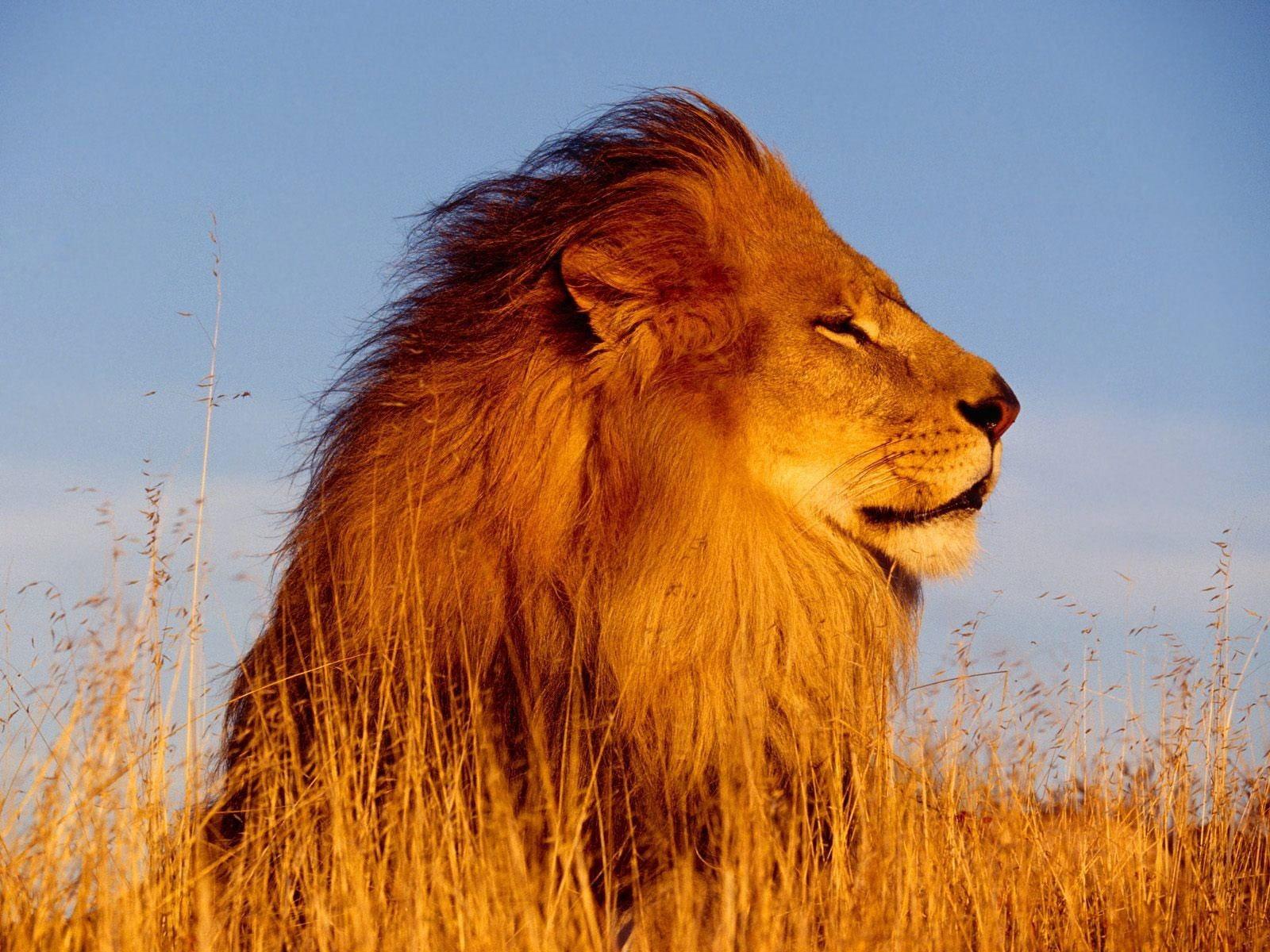1600x1200 Lion wallpaper, nature, animals, feline, cat, lion, animal wildlife • Wallpaper For You HD Wallpaper For Desktop & Mobile