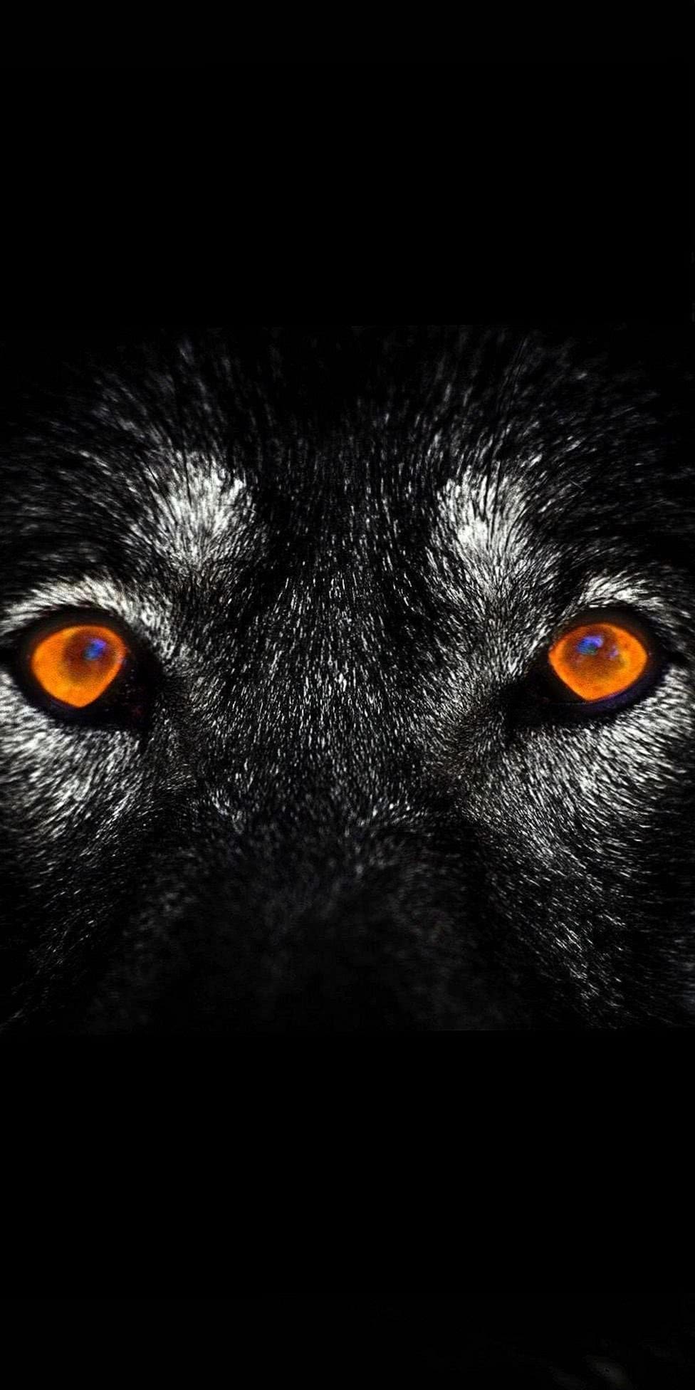 976x1952 Wolf Eye HD Wallpaper Wallpaper.pro