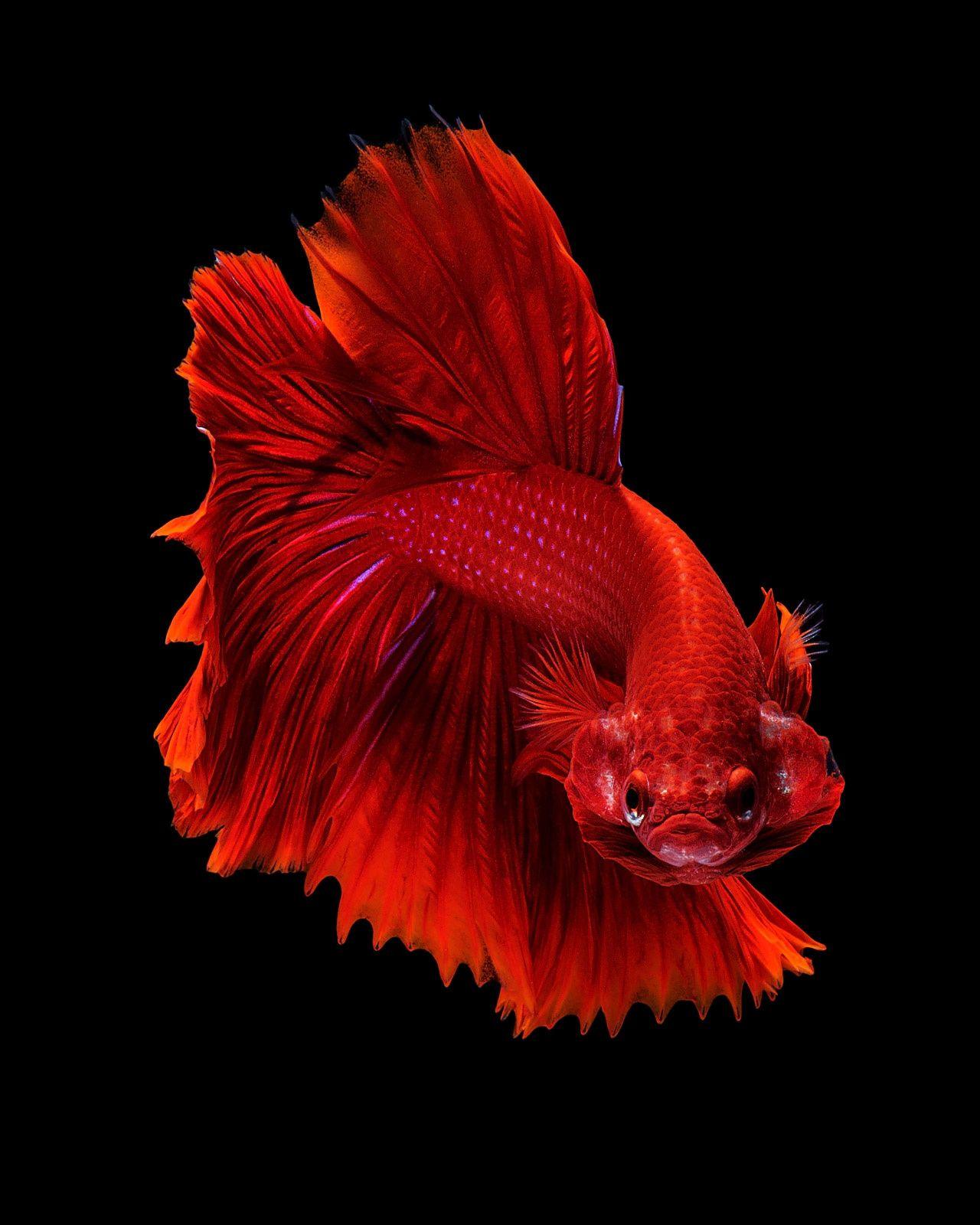 1280x1600 Red dragon the moving moment of red siamese fighting fish isolated on. Betta fish, Betta fish tank, Betta