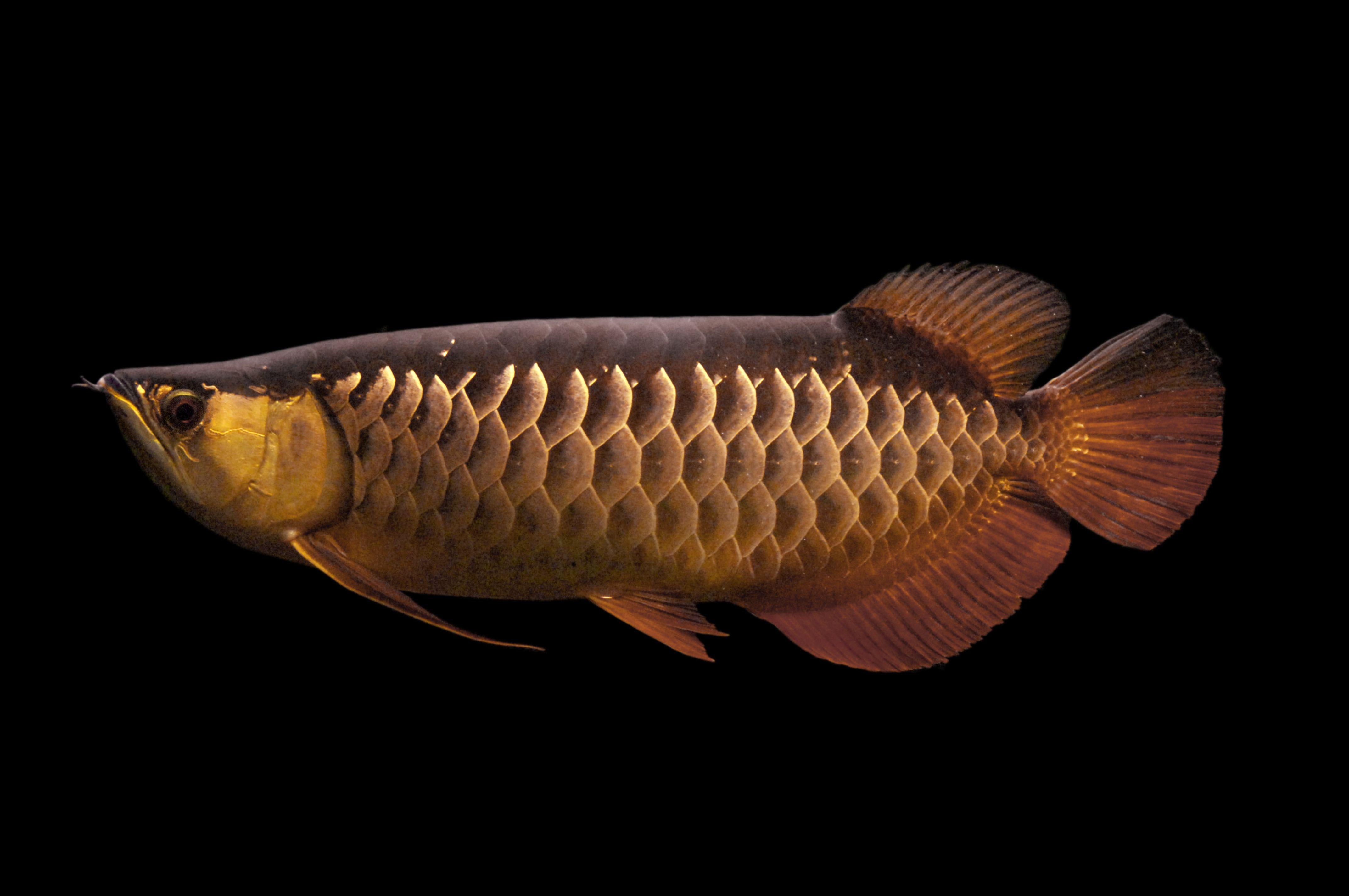 4288x2848 Arwana Red Tail Golden