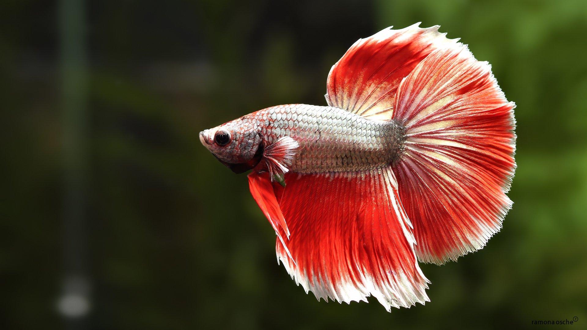 1920x1080 Free download 789 views 246 downloads 0 favourites nobody animals fishes 1920x1080 [1920x1080] for your Desktop, Mobile & Tablet. Explore Betta Fish iPhone Wallpaper. iPhone 6s Fish Wallpaper, iPhone