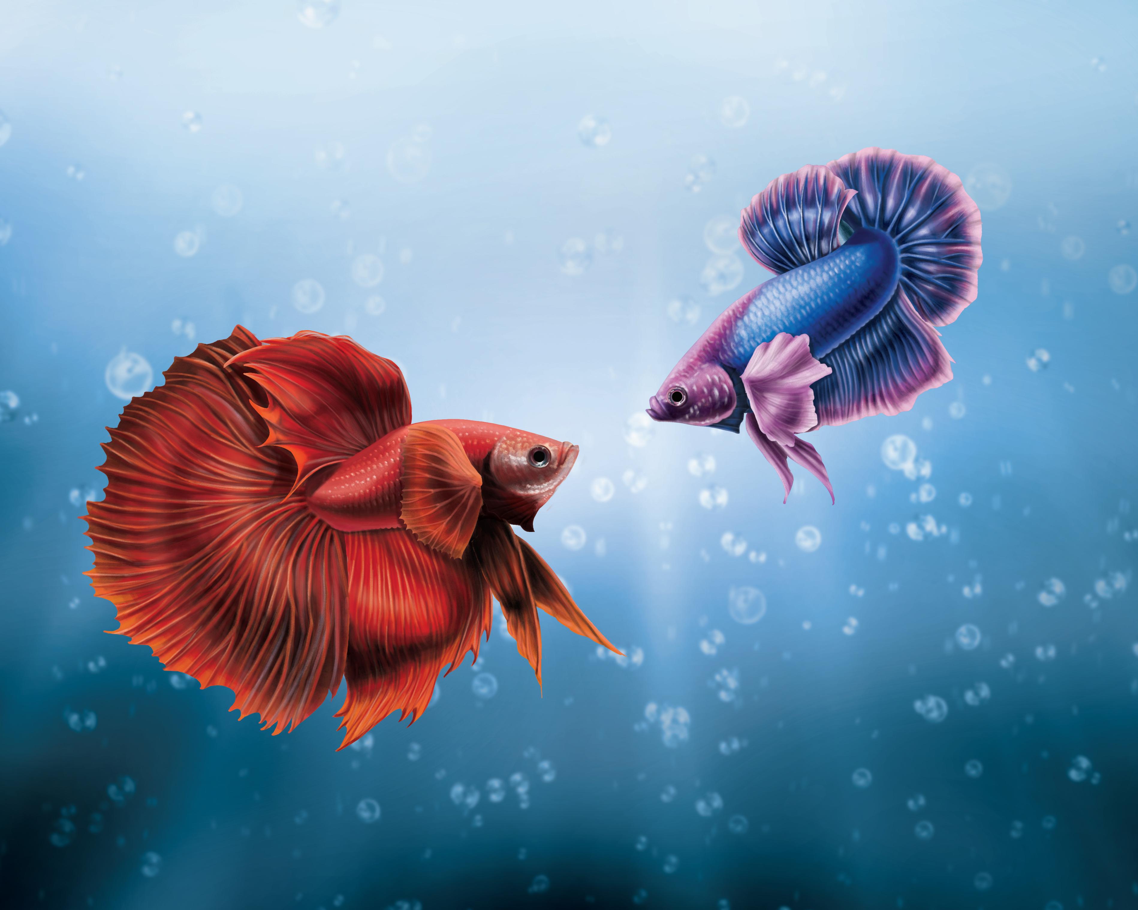 3797x3038 Betta Fish Wallpaper