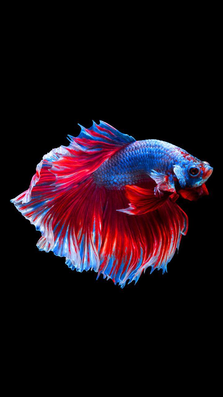 720x1280 Bettafish Wallpaper F11 Note 10 Wall 12 Fish HD Wallpaper