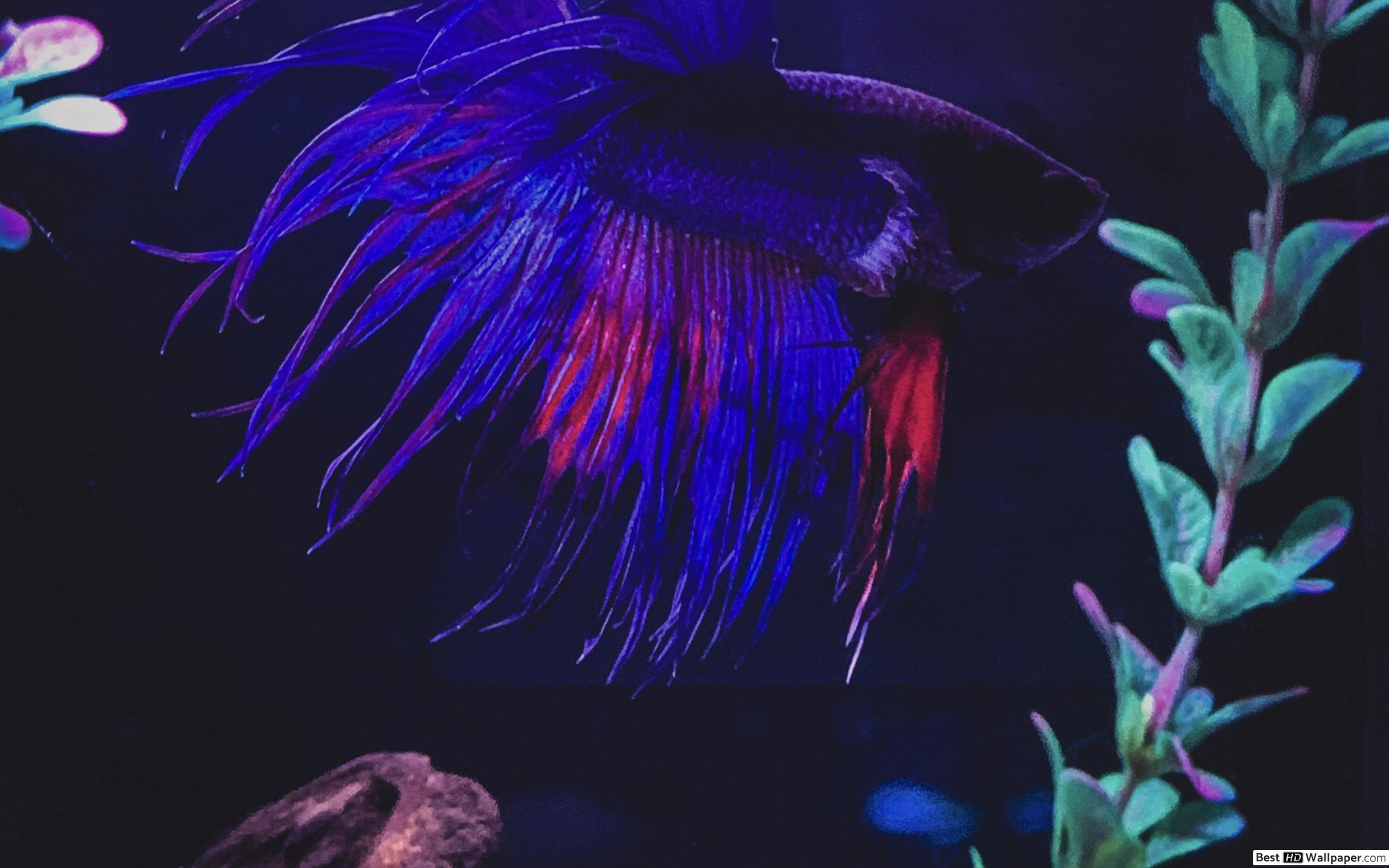 2560x1600 King crown tail betta fish HD wallpaper download