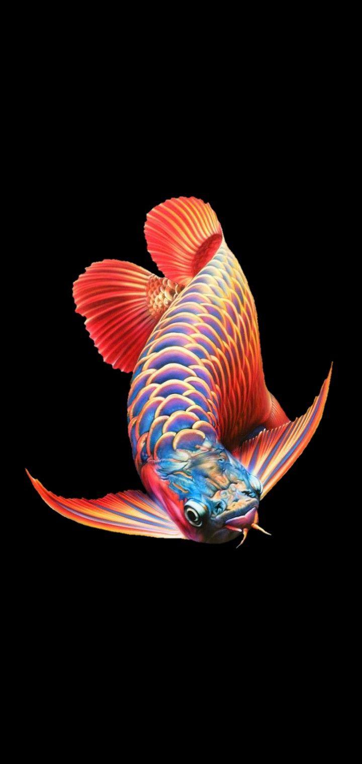 720x1520 ARWANA SUPER RED. Ikan akuarium, Binatang buas, Hewan